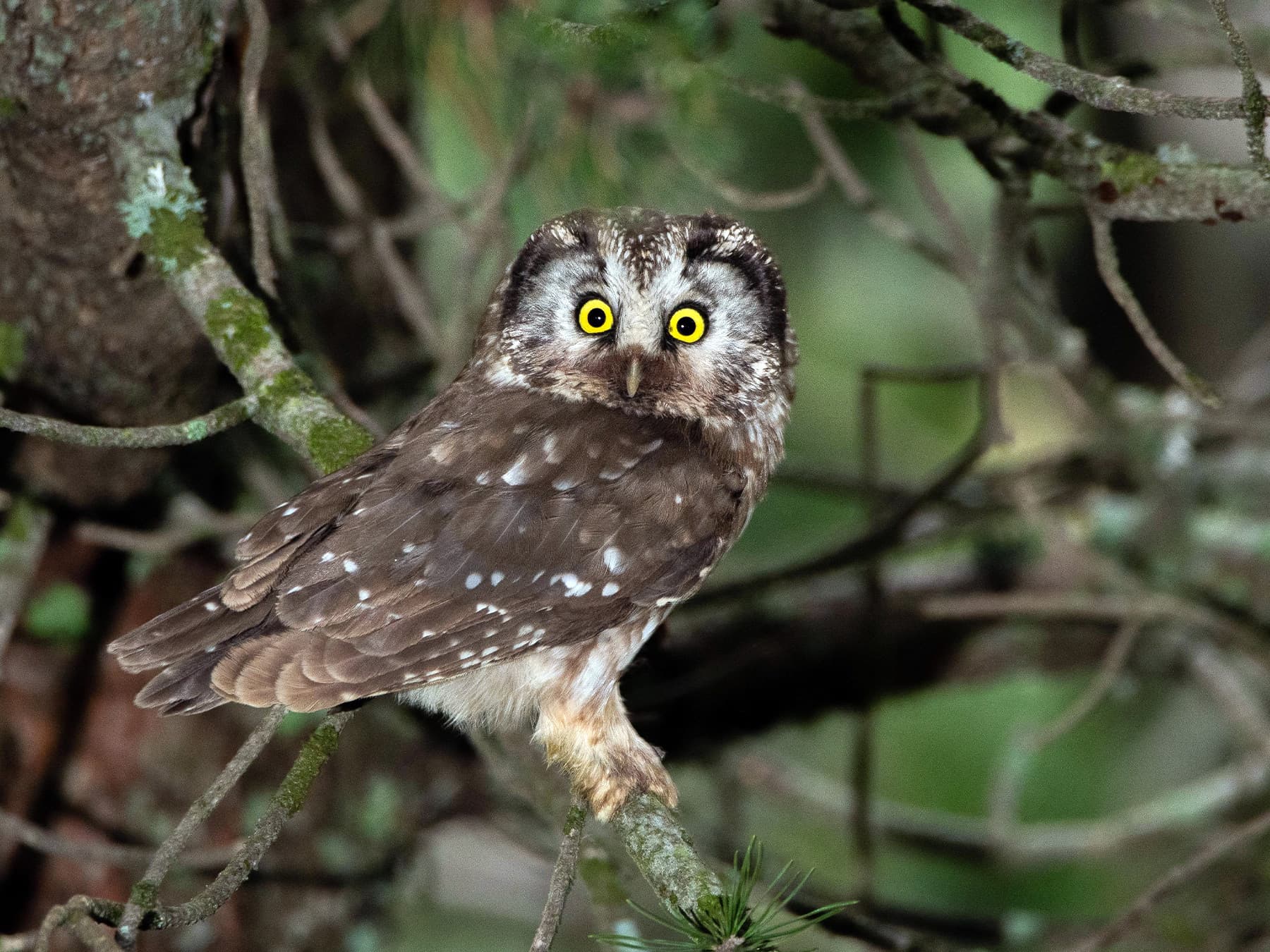 Adult Boreal Owl