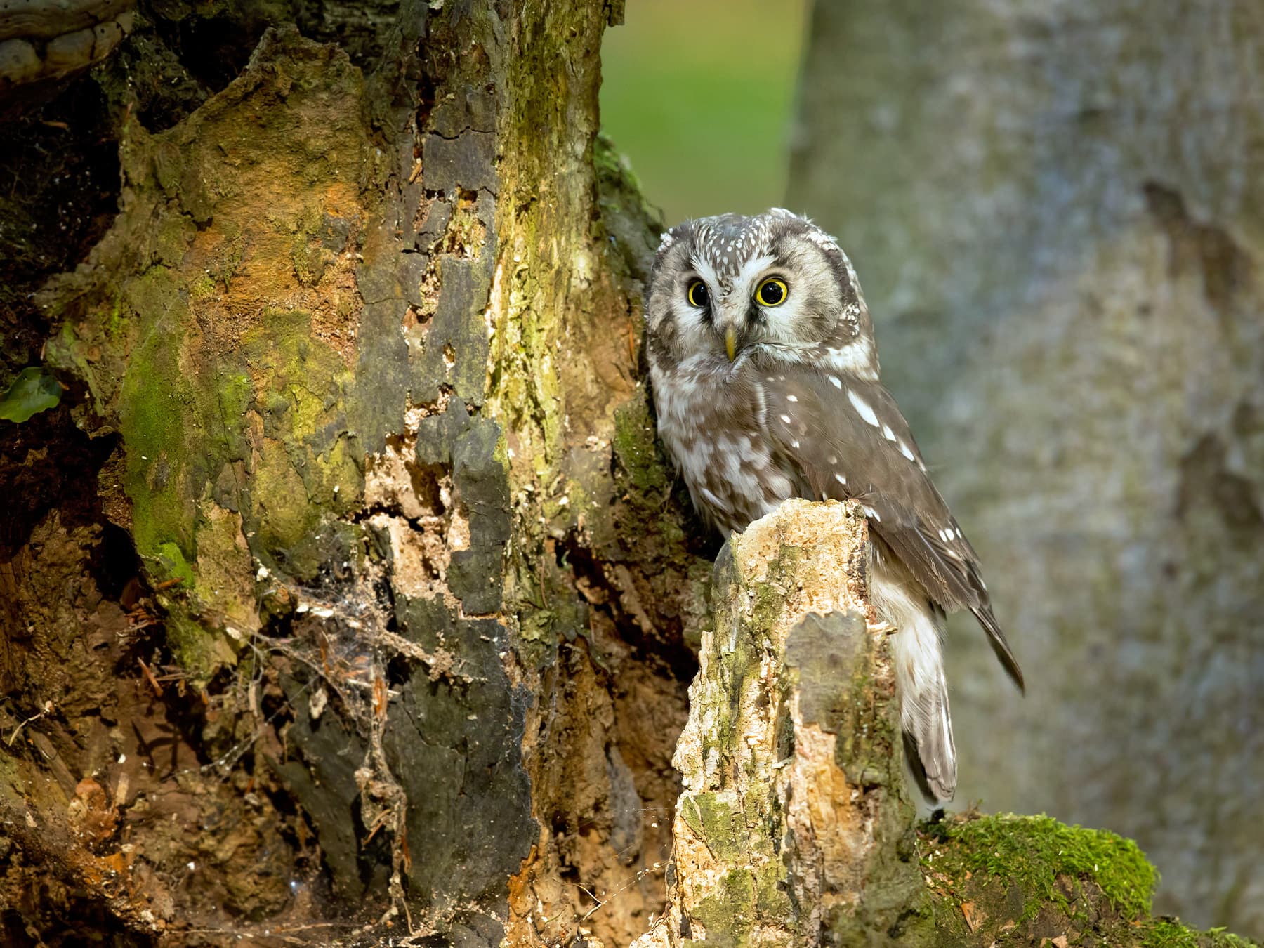 Boreal Owl in natural habitat