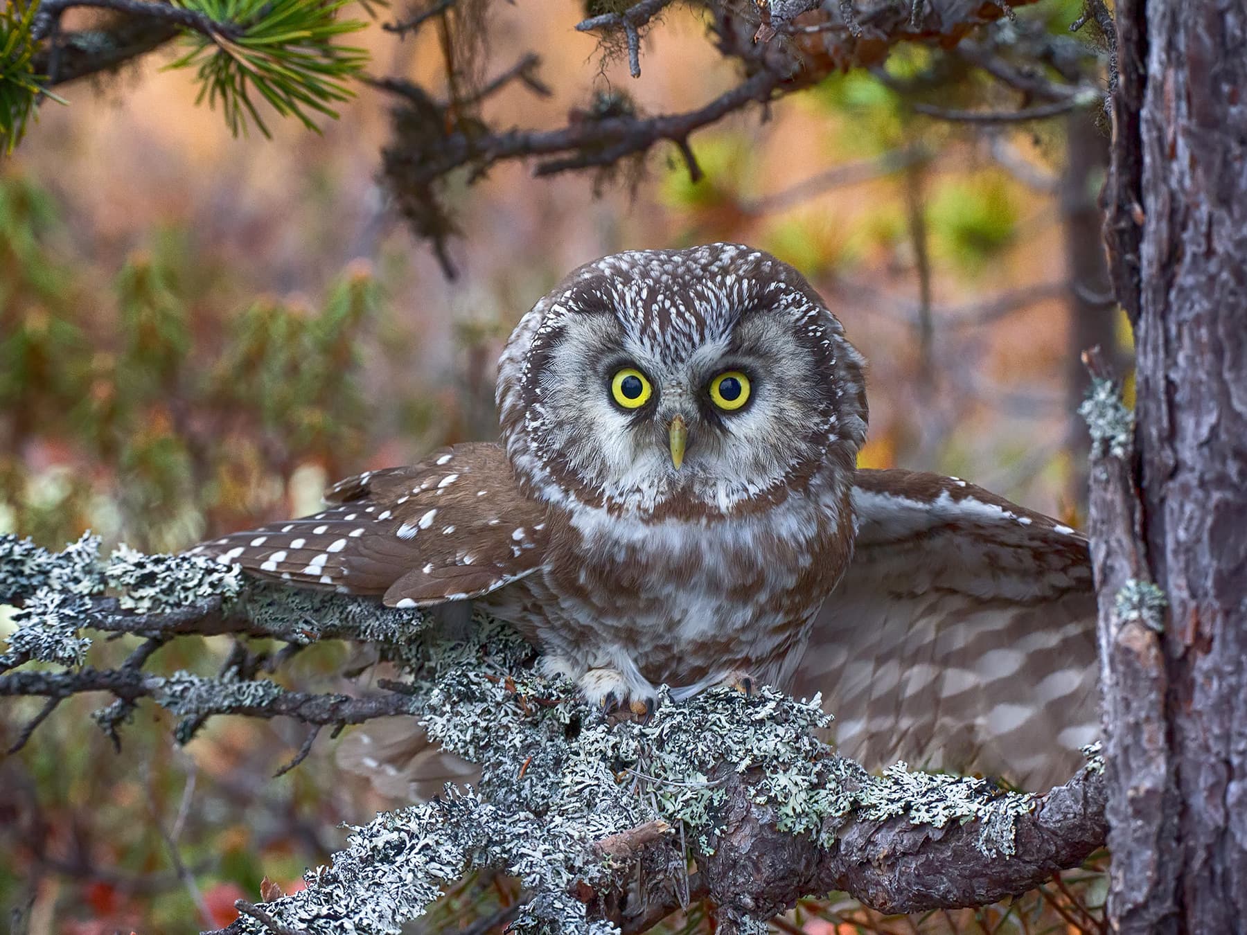 Boreal Owl perched on a branch with its wings spread
