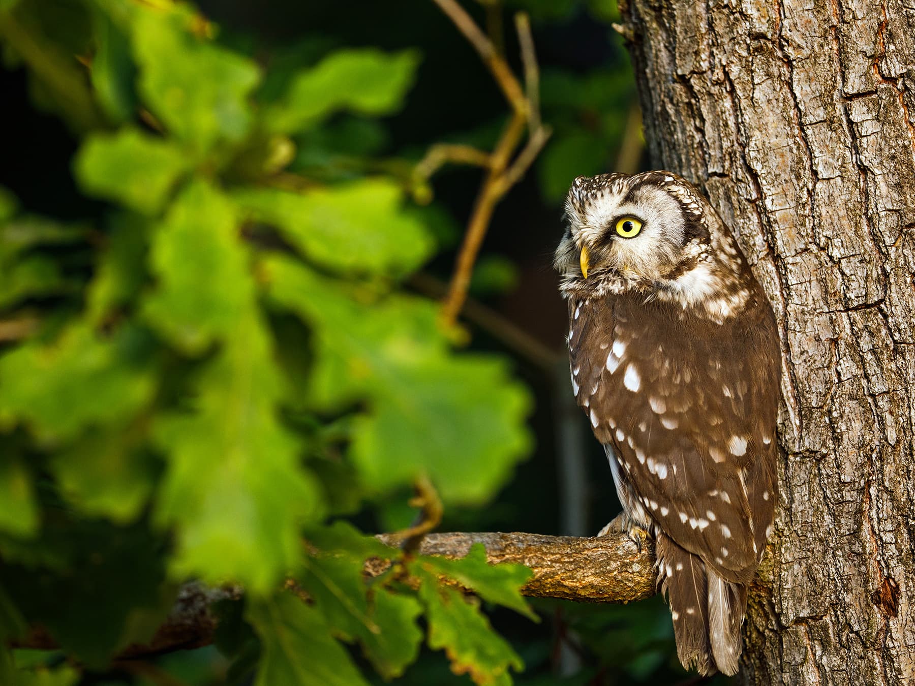Boreal Owl perching in the trees during the night