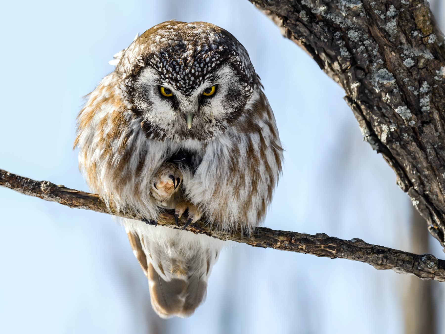 Boreal Owl in the winter perching on a branch
