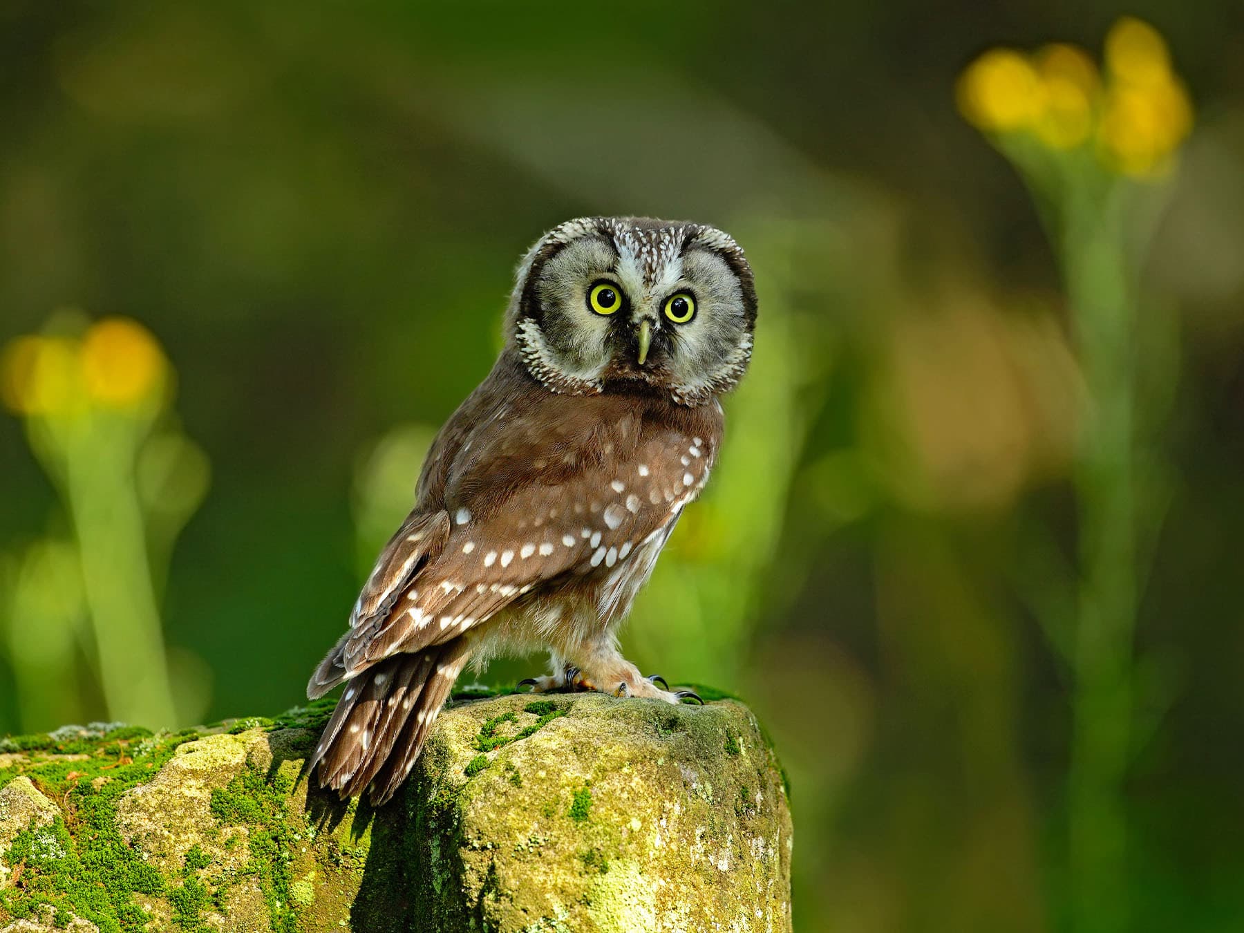 Boreal owl perched on stone in forest