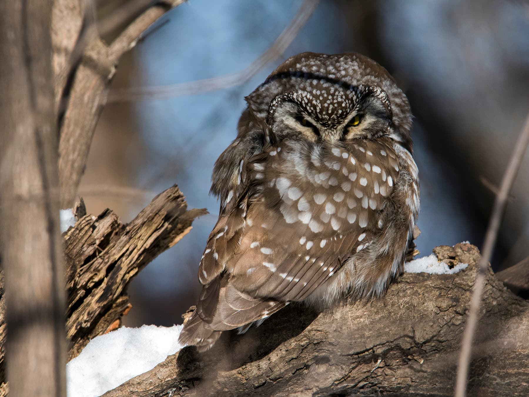 Boreal Owl resting next to a tree trunk during the day