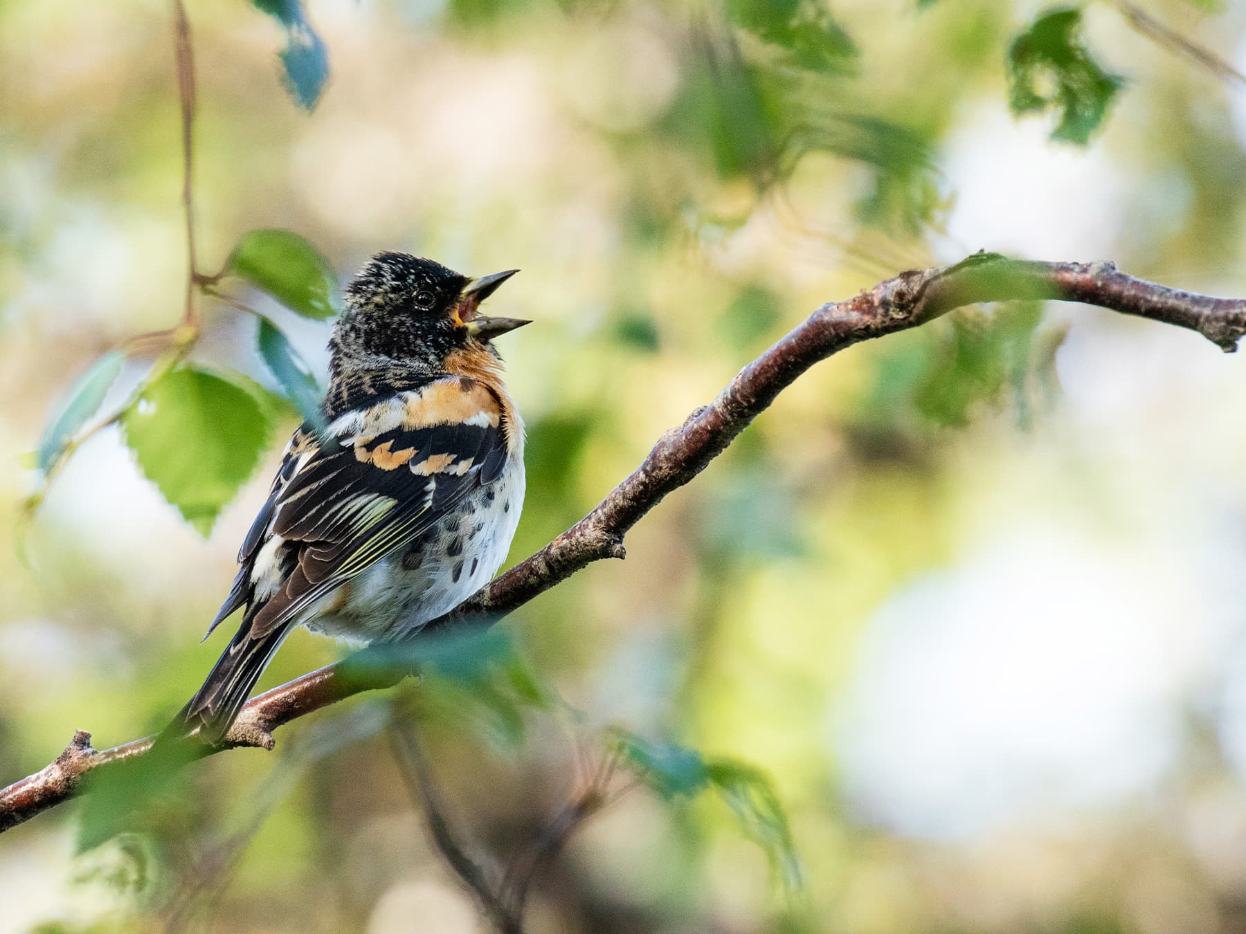 Brambling, breeding plumage, perched in a tree chirping