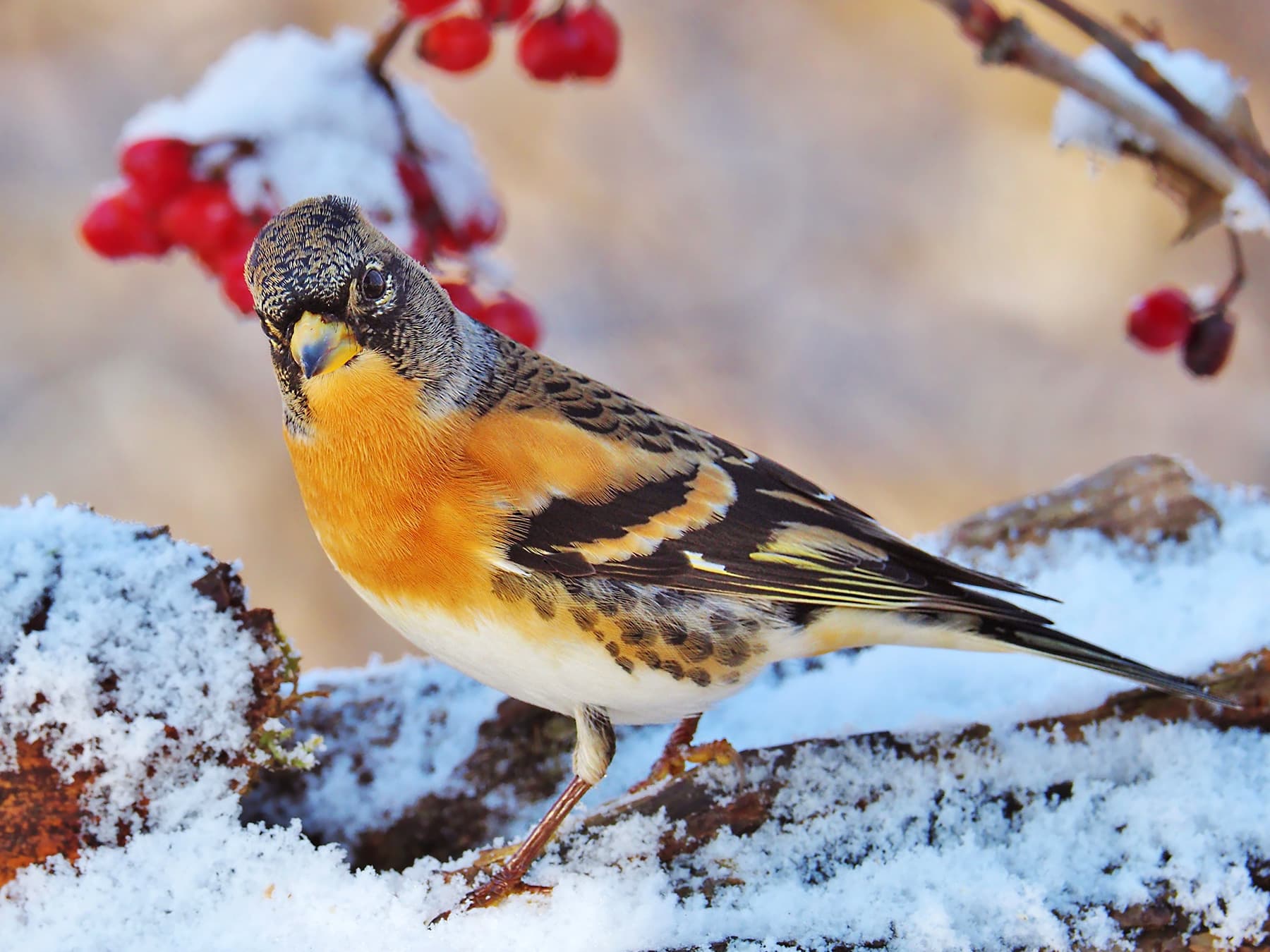 Brambling standing in a dusting of snow during the winter