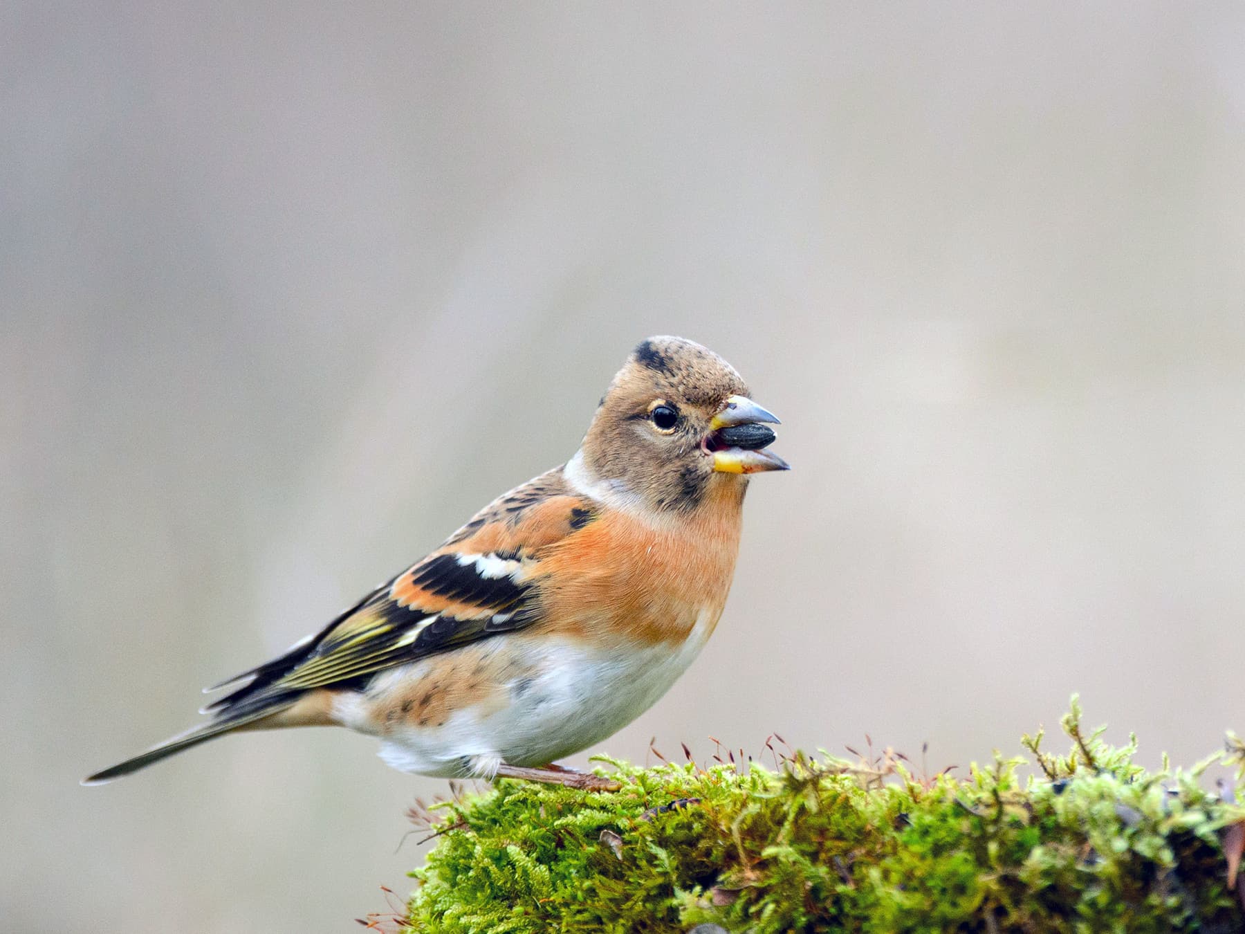 Brambling feeding on seeds