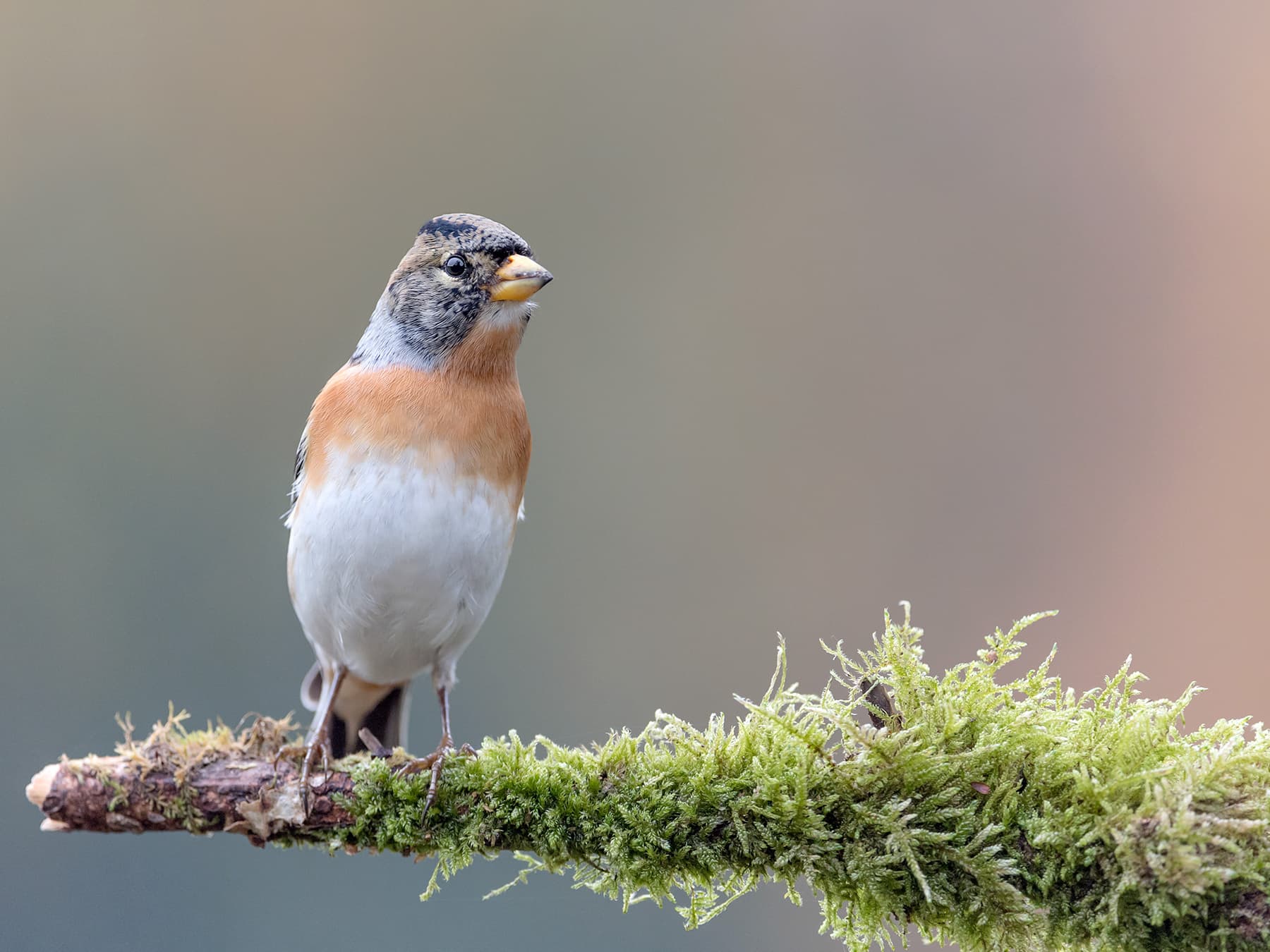 Brambling perching on a branch covered in moss
