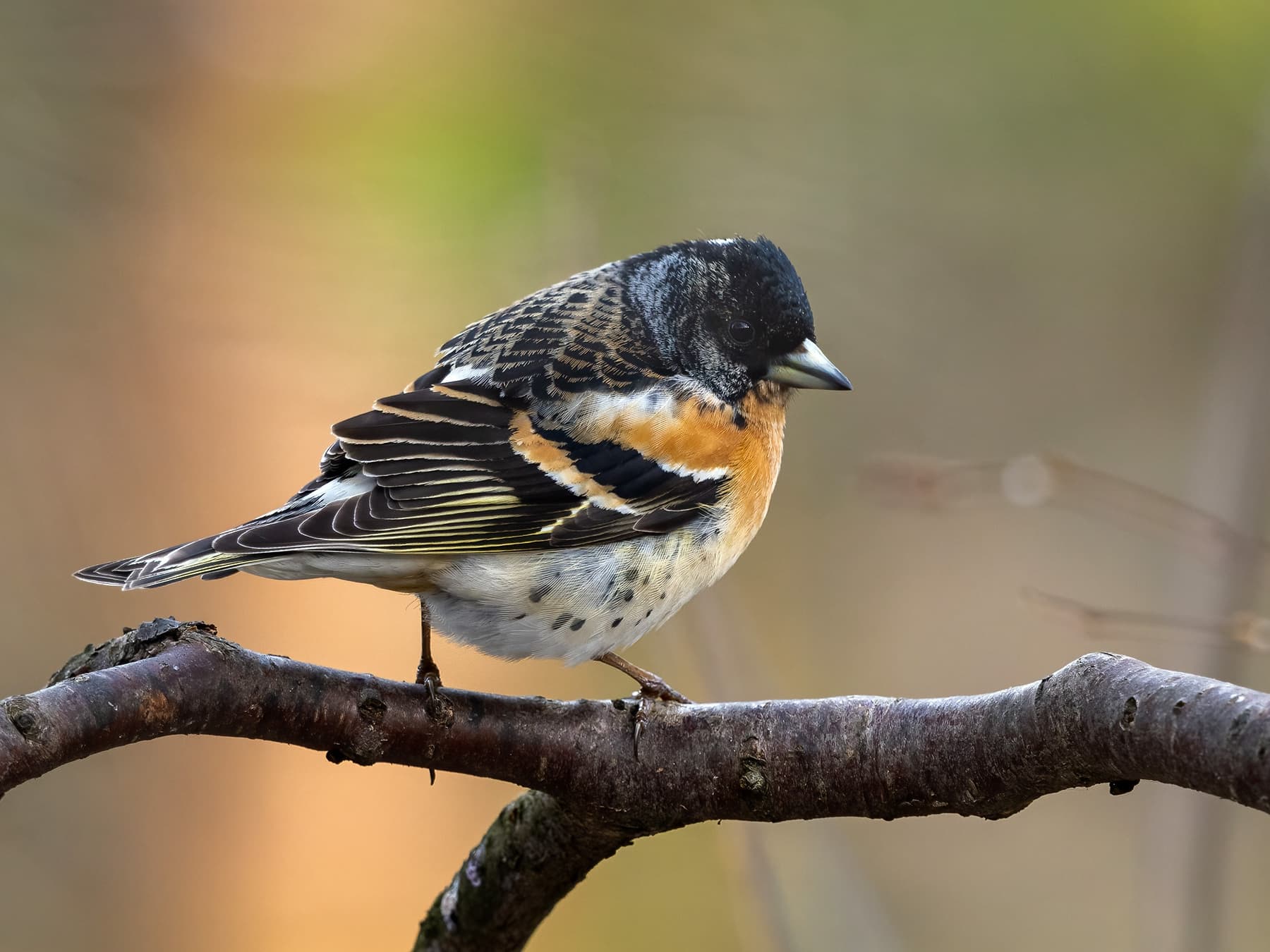 Male Brambling, breeding plumage