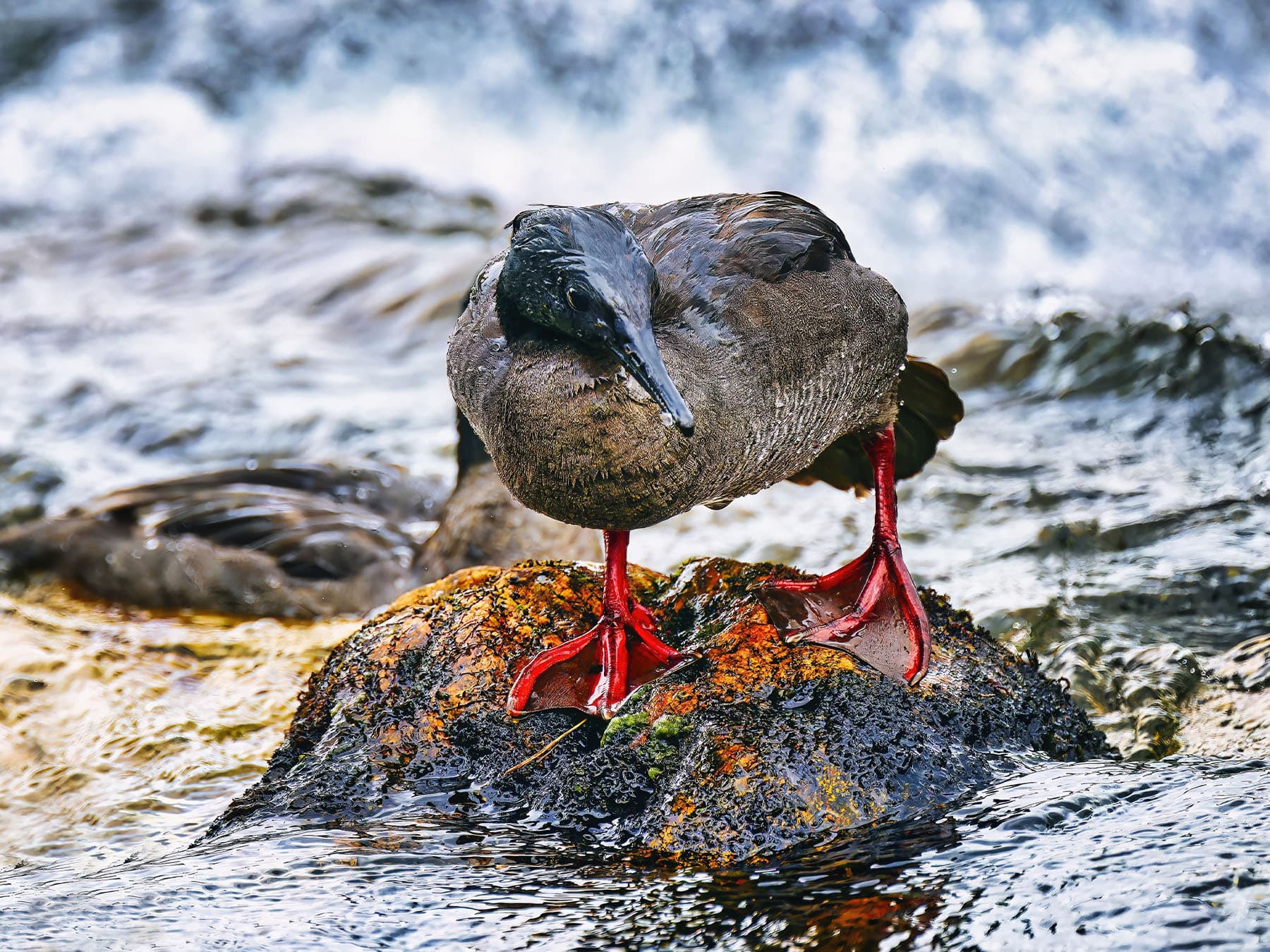 Brazilian Merganser in stream looking for prey