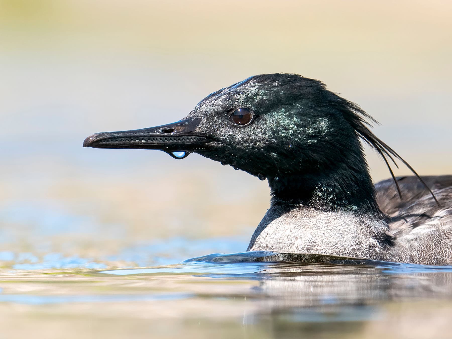 Portrait of Brazilian Merganser
