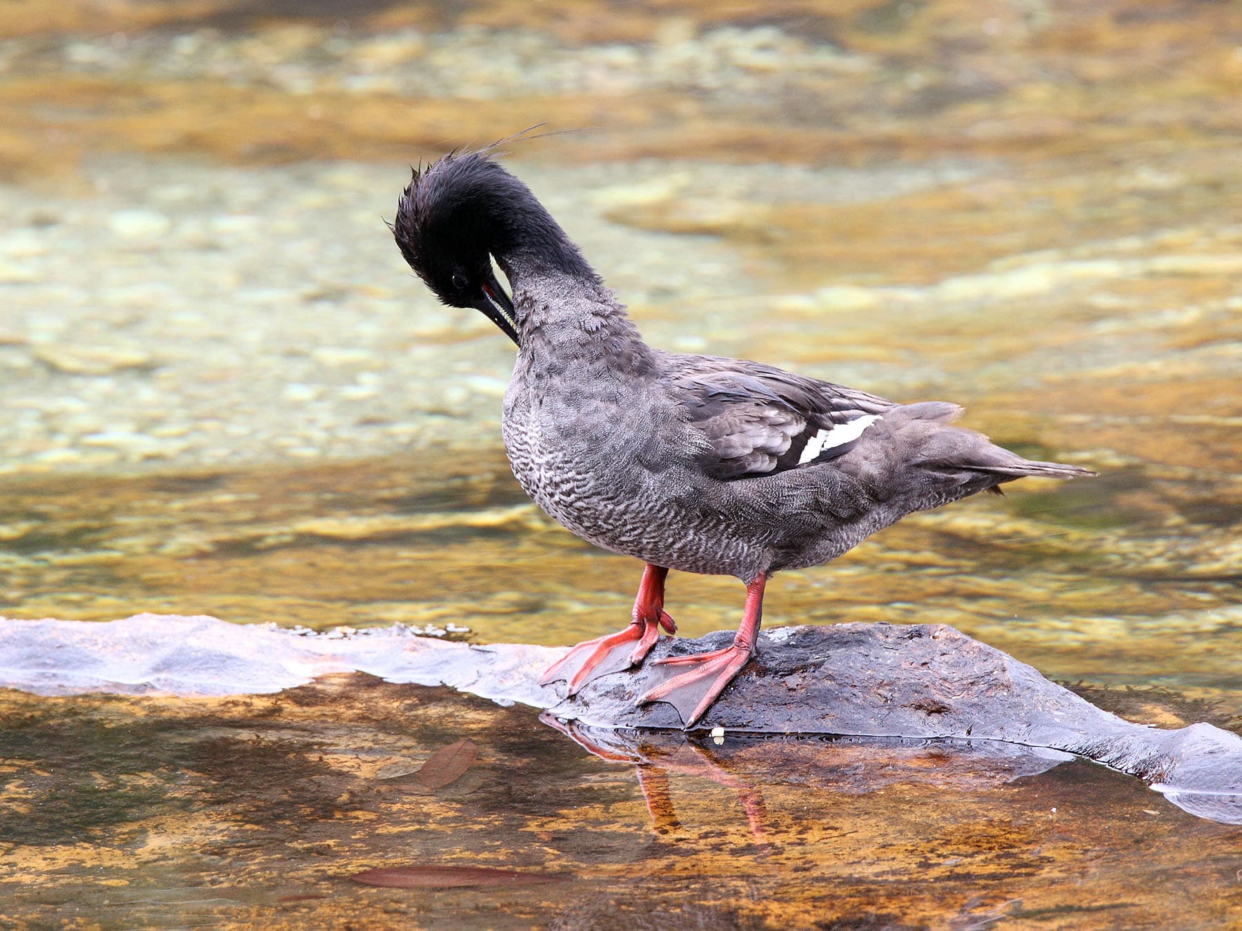 Brazilian Merganser preening