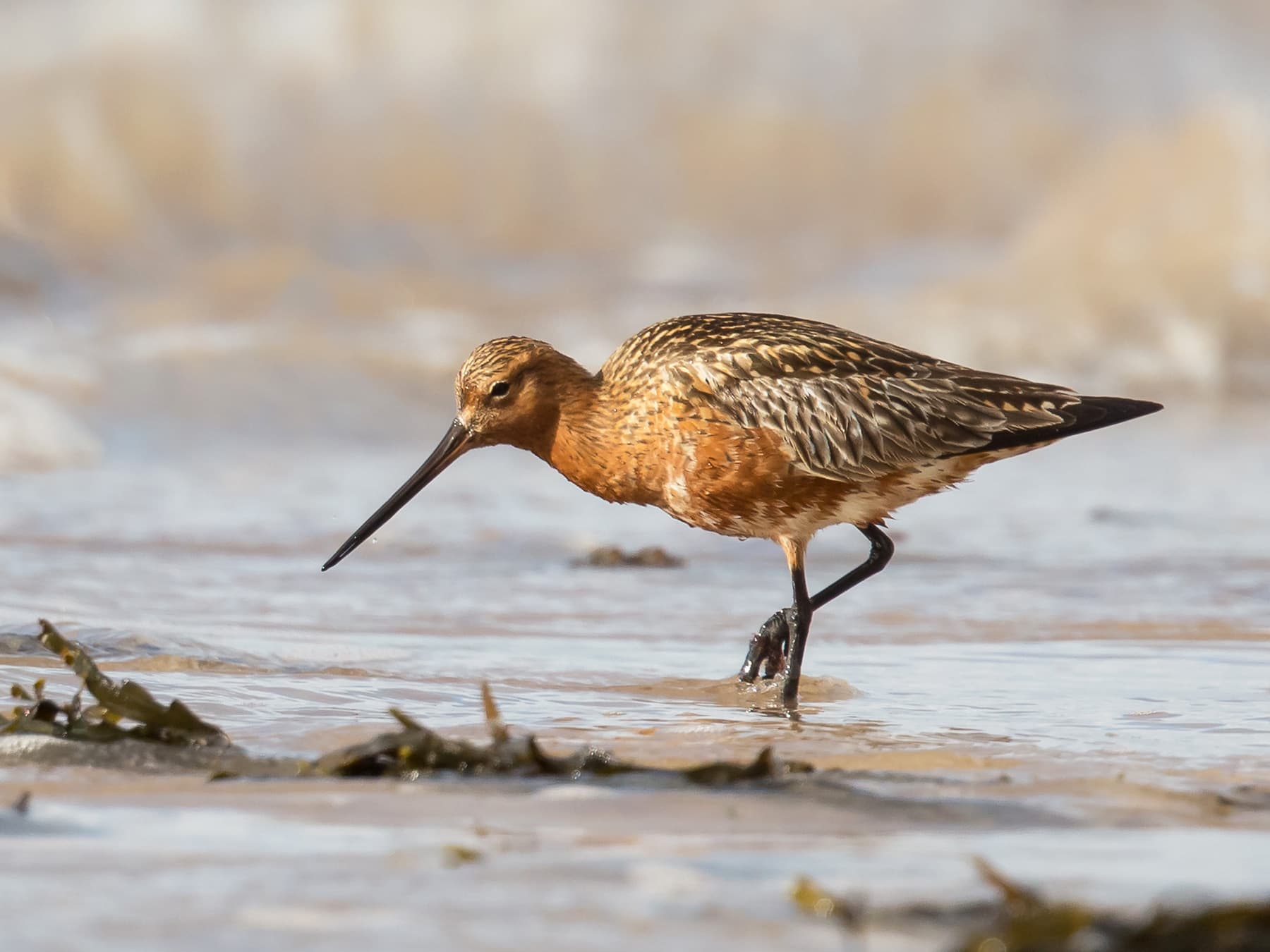 Bar-tailed Godwit (breeding plumage) foraging in natural habitat