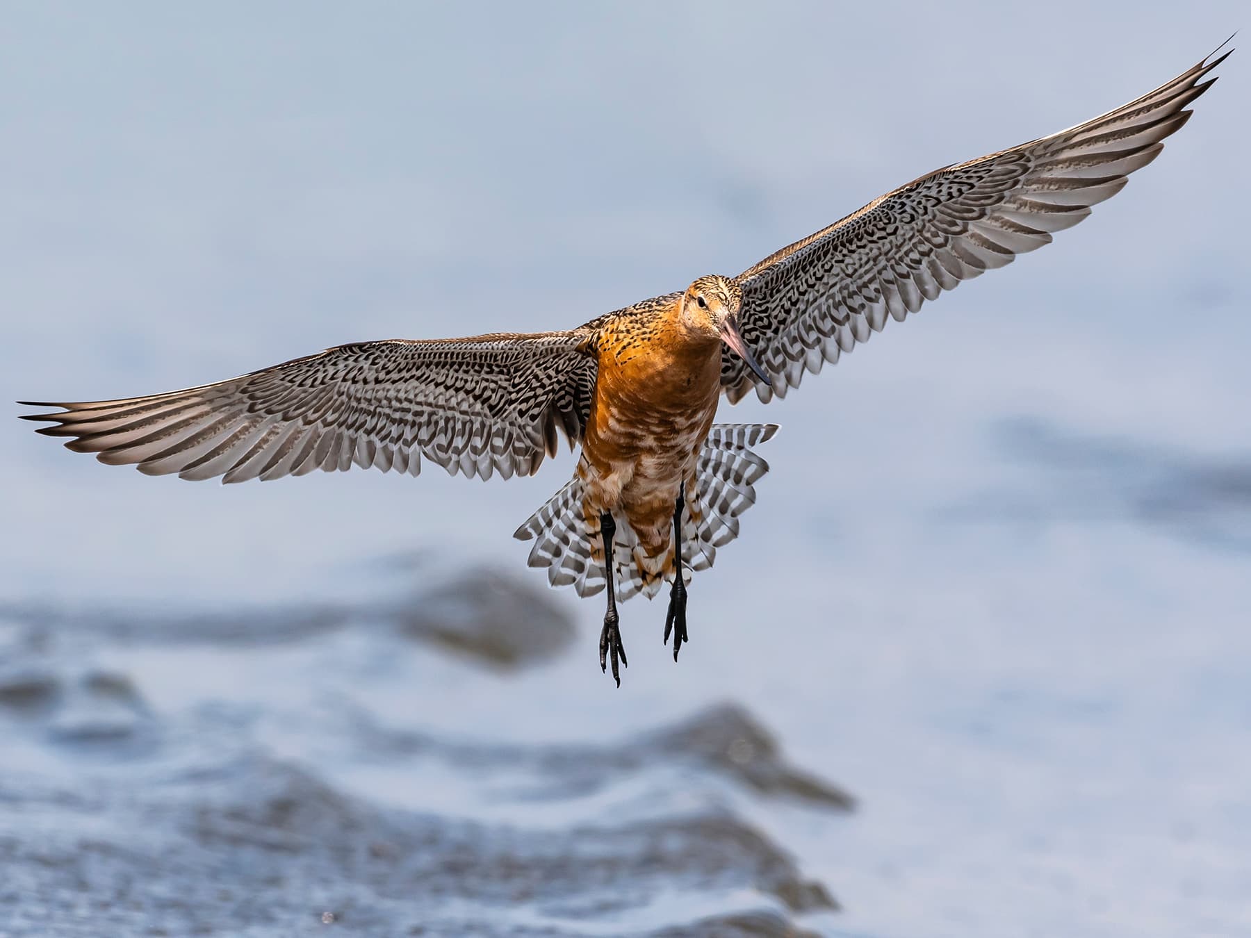 Breeding Bar-tailed Godwit in-flight