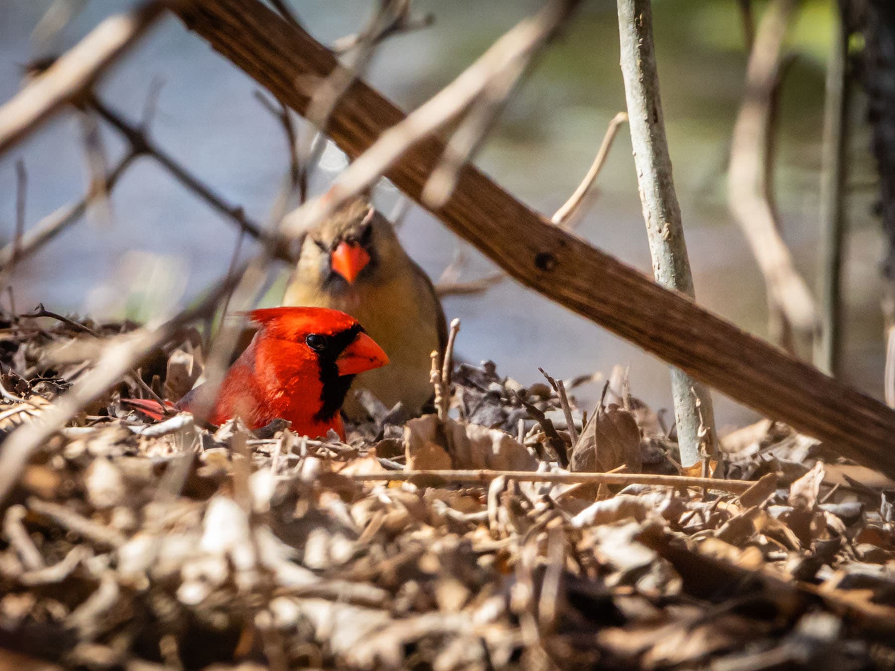 Breeding cardinals texas