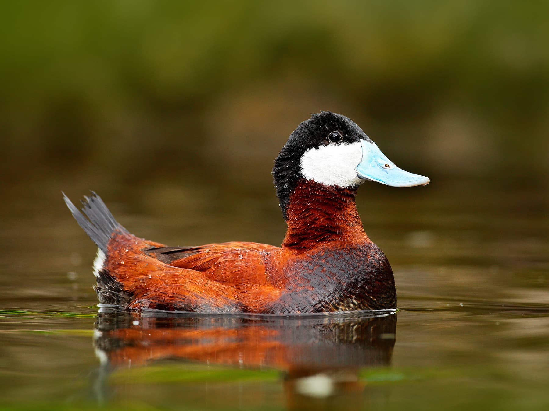 Male Ruddy Duck in breeding plumage
