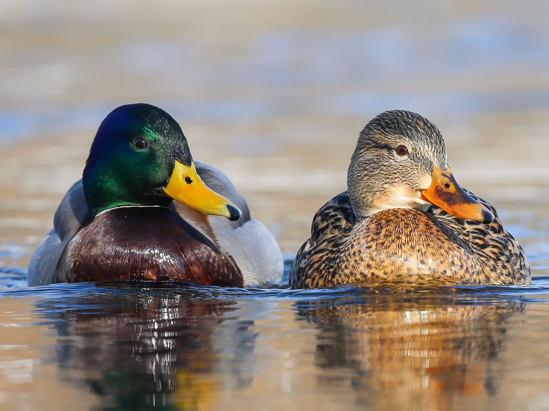 Breeding pair of mallards
