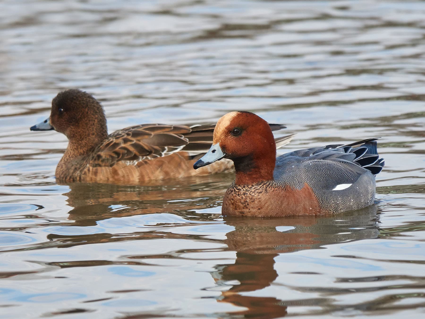 Female left, and male right, pair of breeding Wigeon