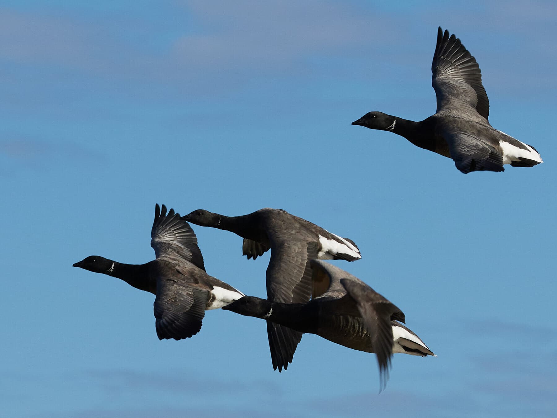 Brent geese in flight
