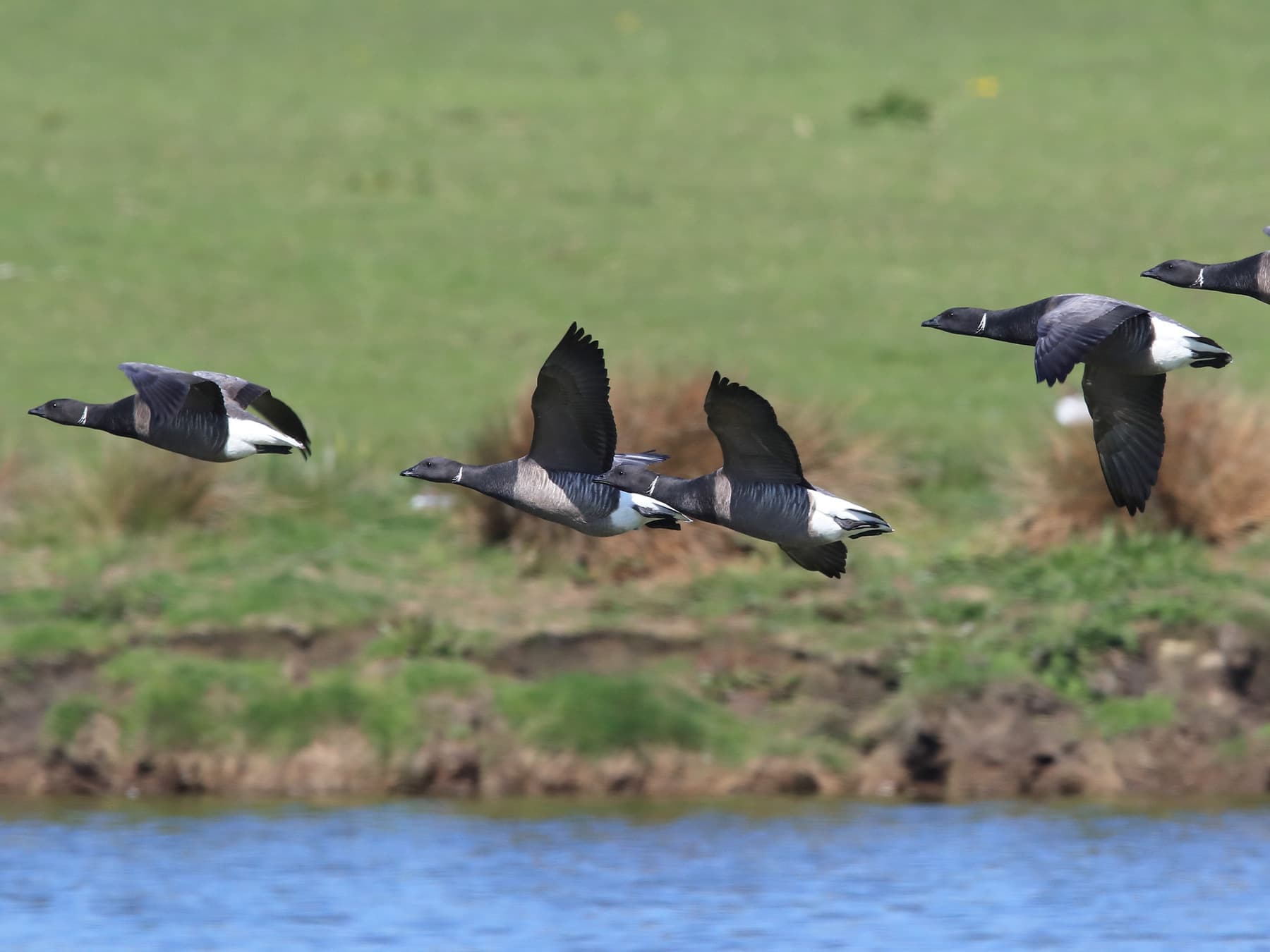 Small flock of Brent Geese in-flight