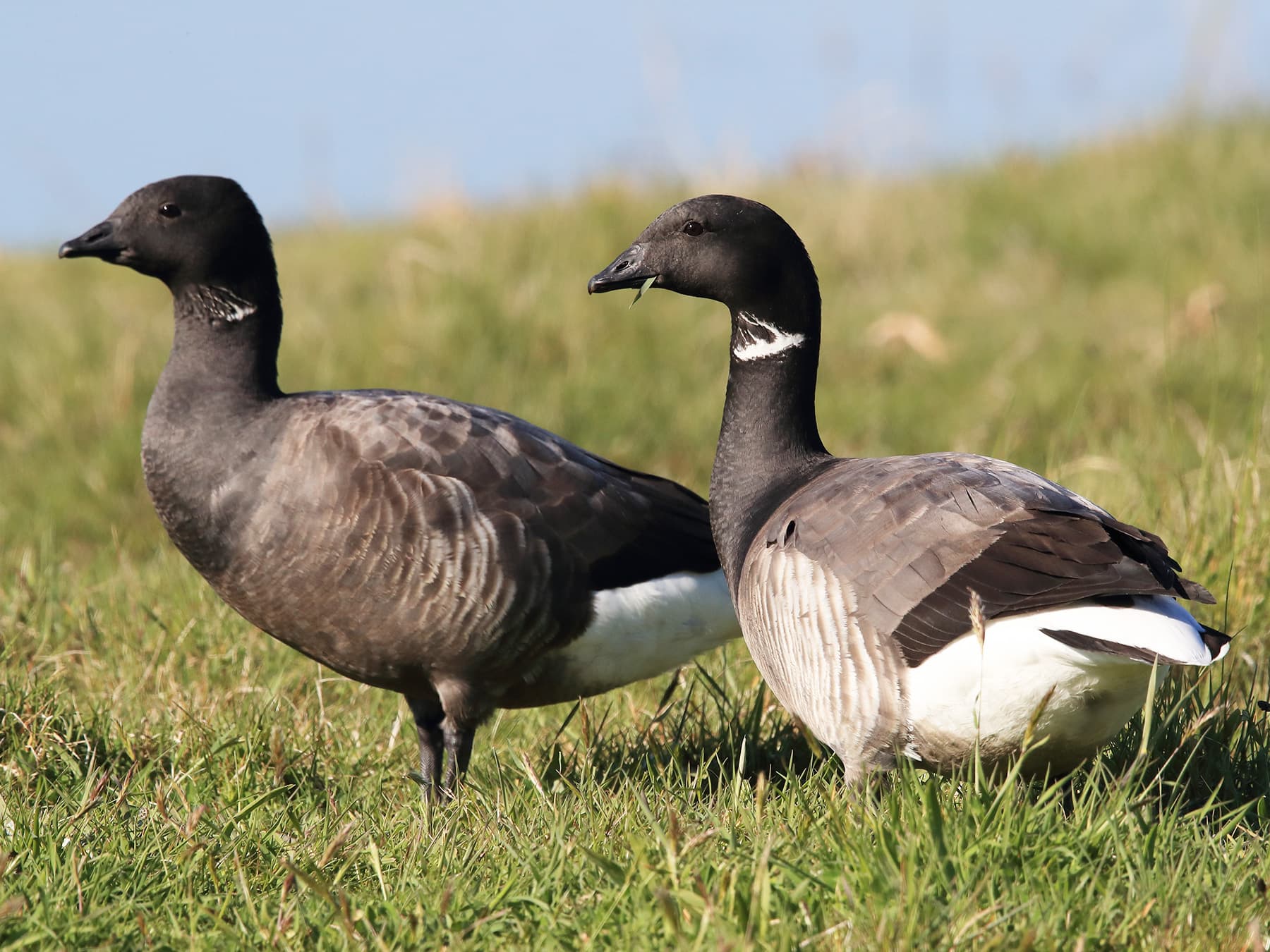 Pair of Brent Geese