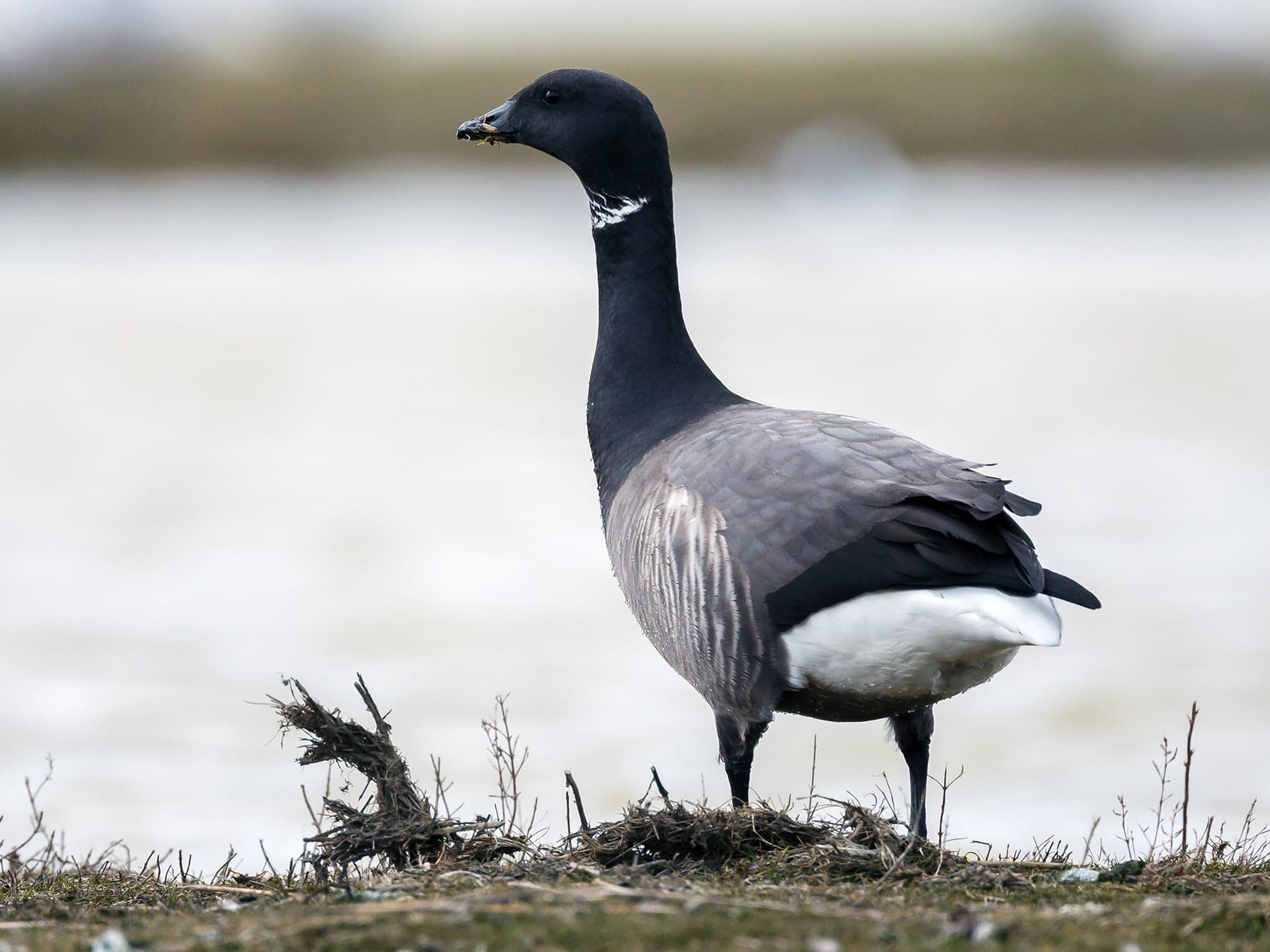 Brent Goose standing by water