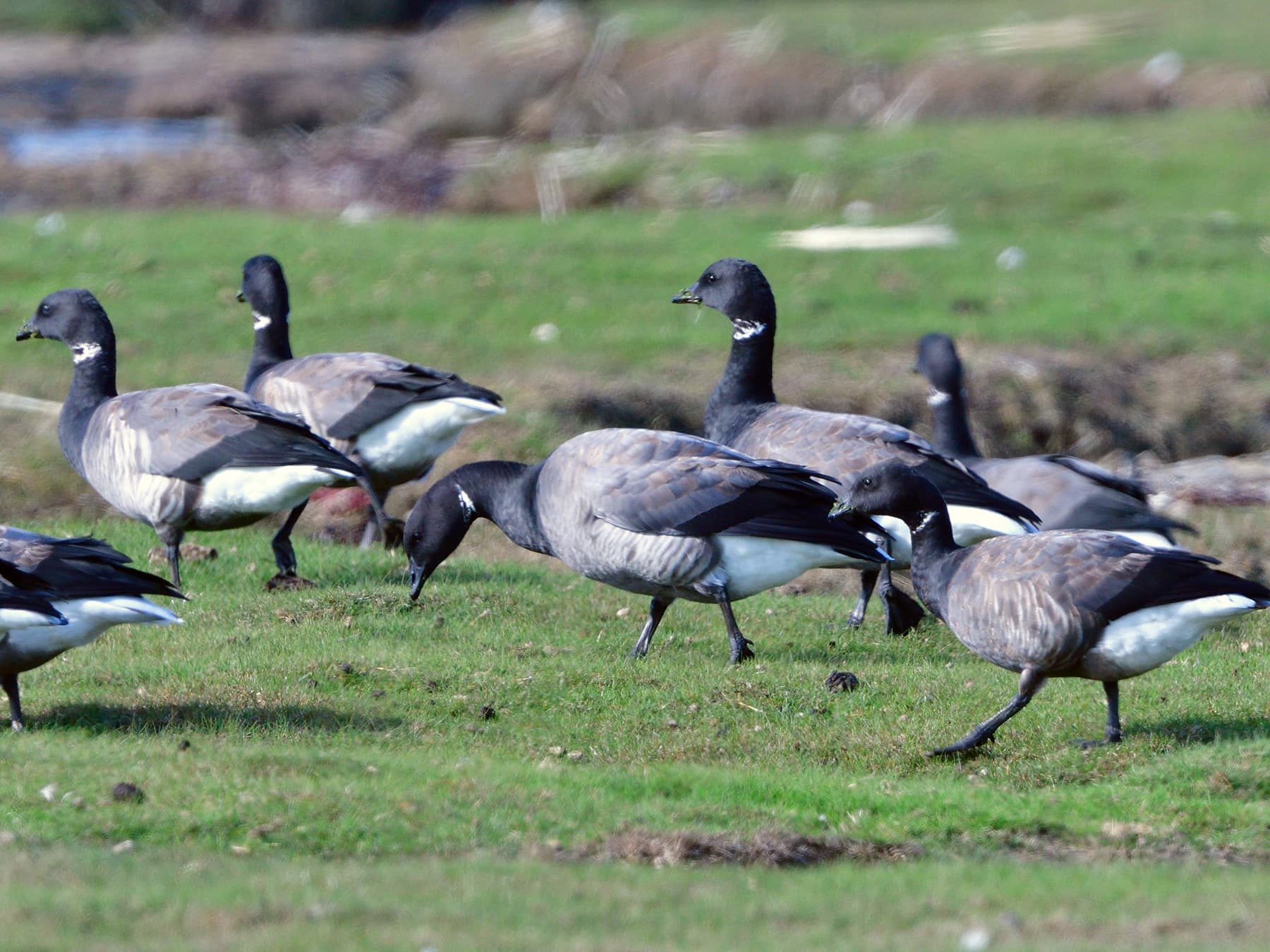 Colony of Brent Geese in marshlands