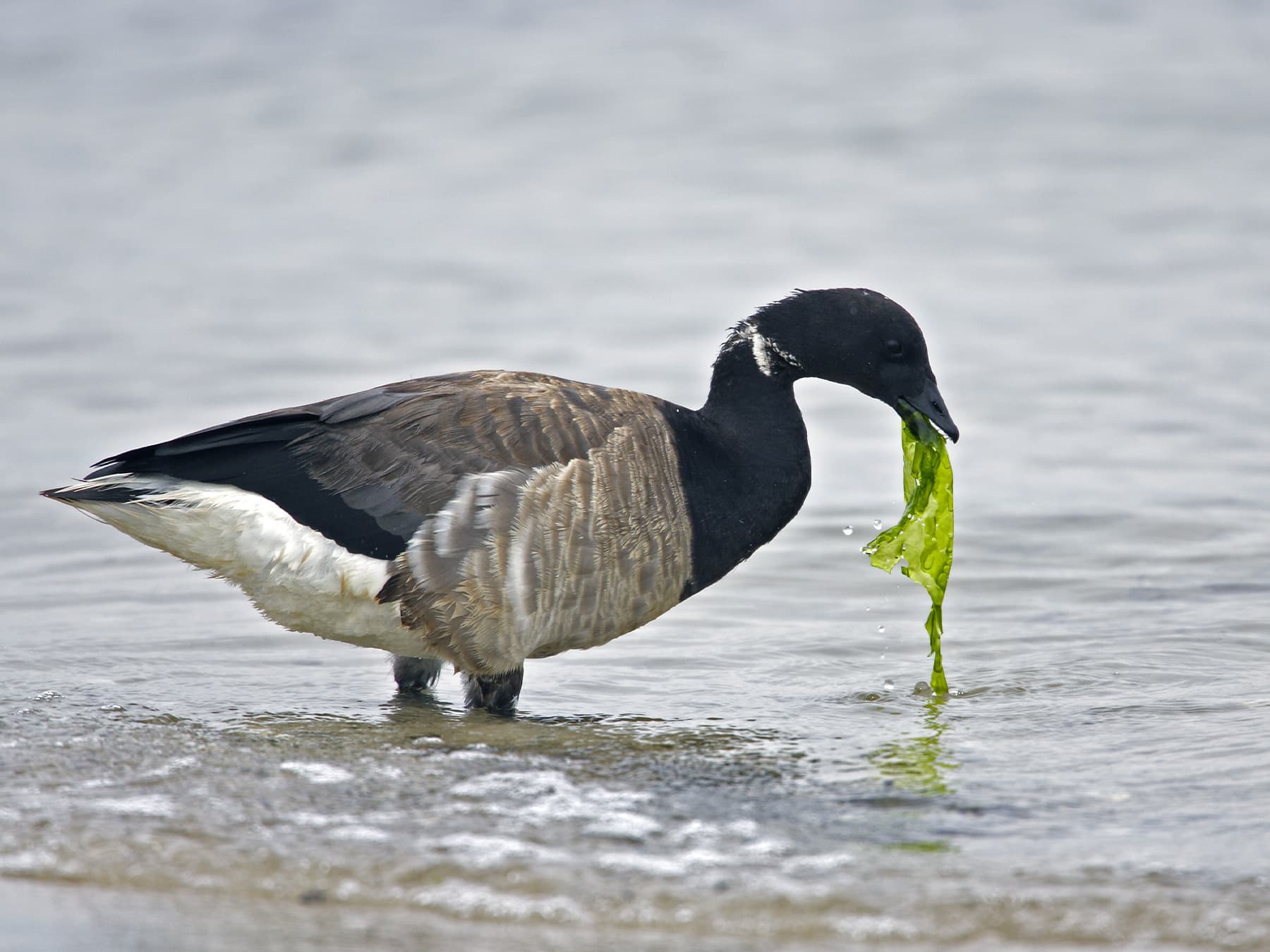 Brent Goose feeding