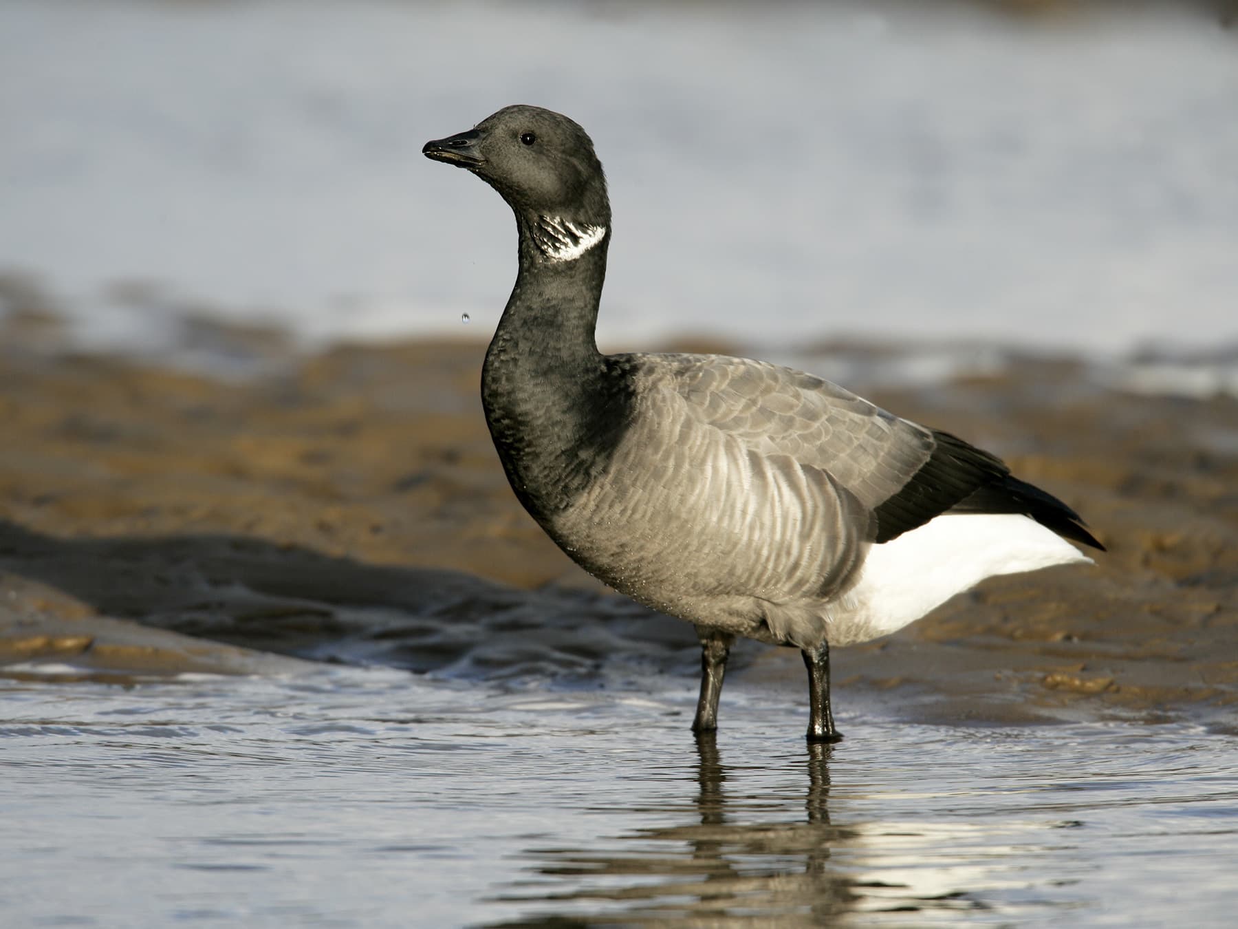 Brent Goose standing in muddy estuary