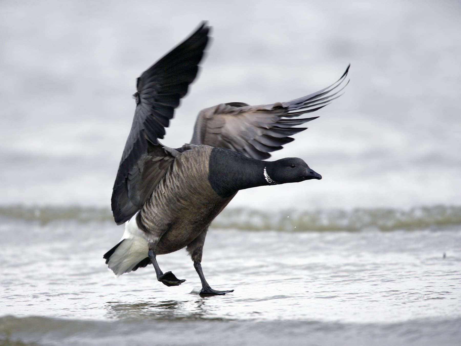 Brent Goose landing by the shoreline