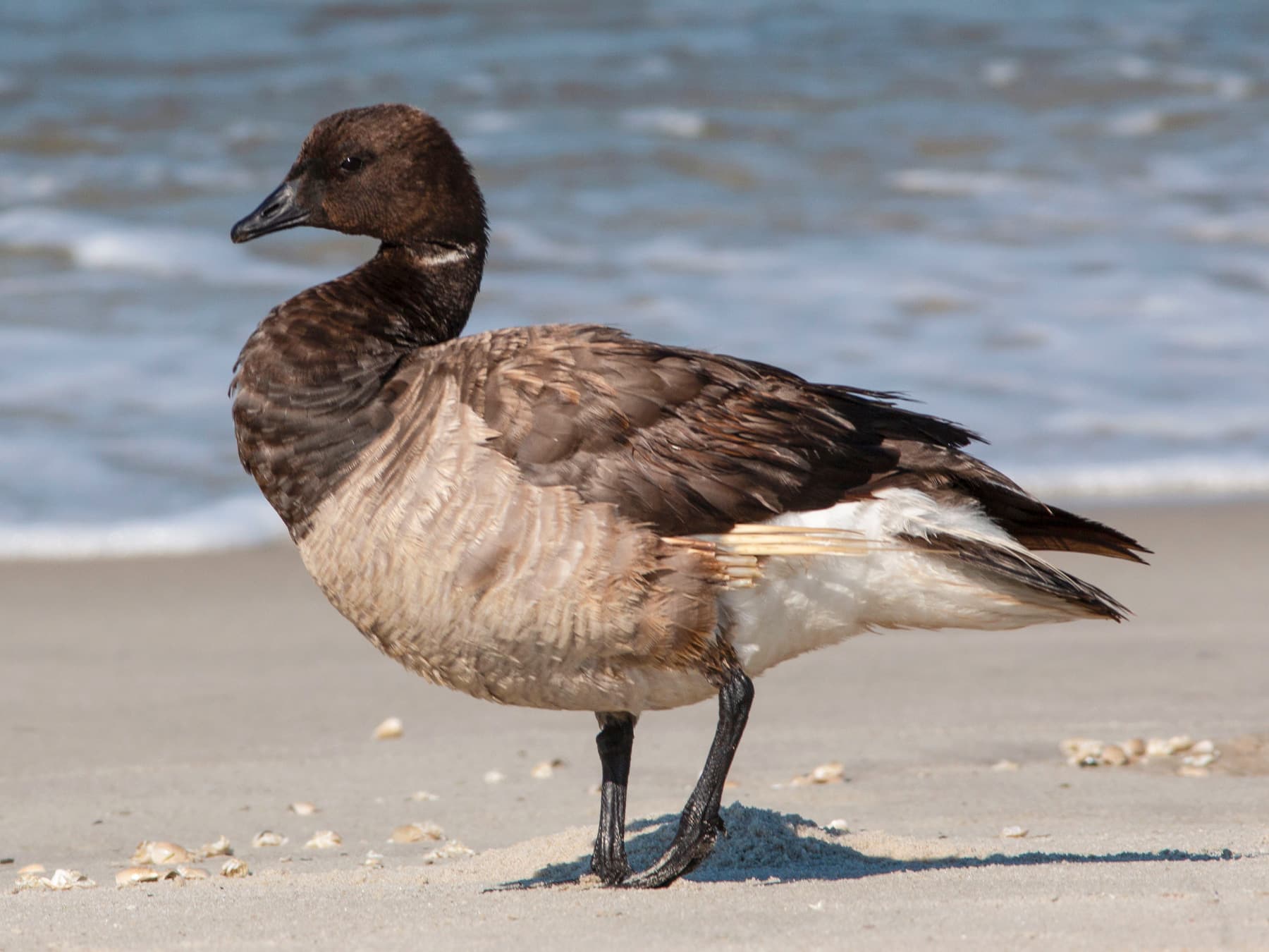Brent Goose on sandy shore