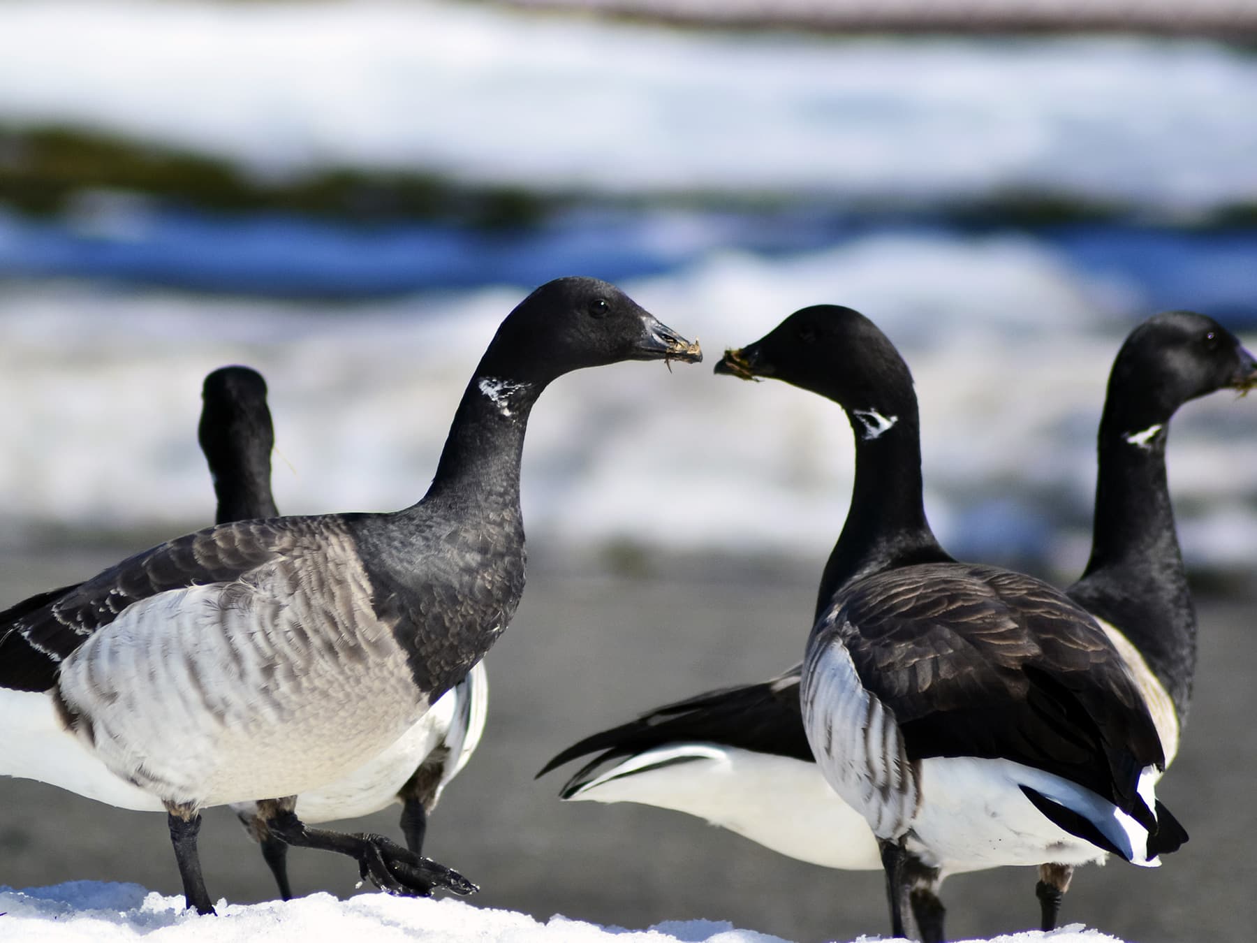 Brent Geese during the winter