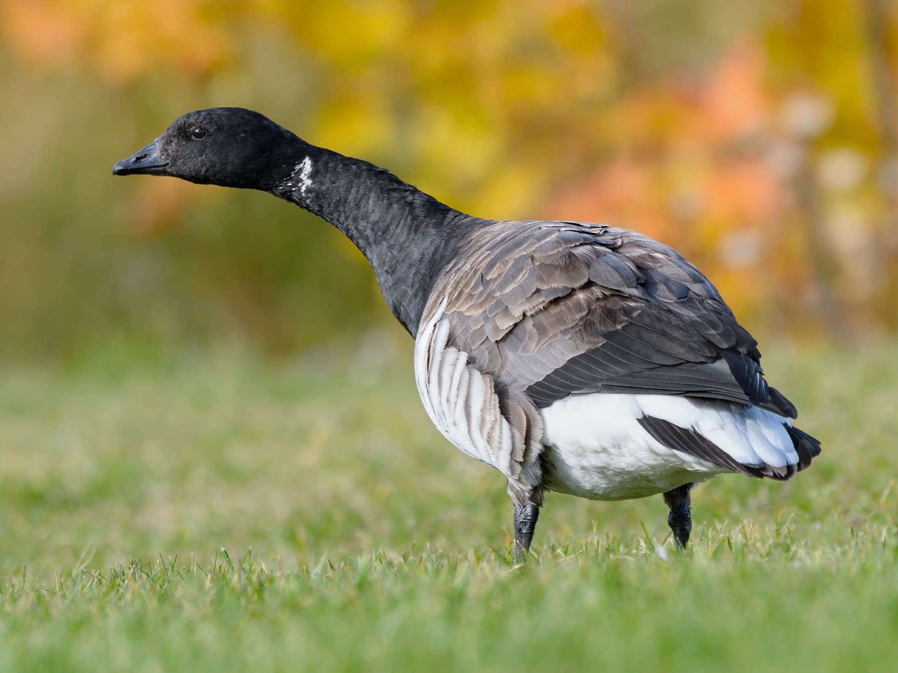 Brent Goose in natural habitat
