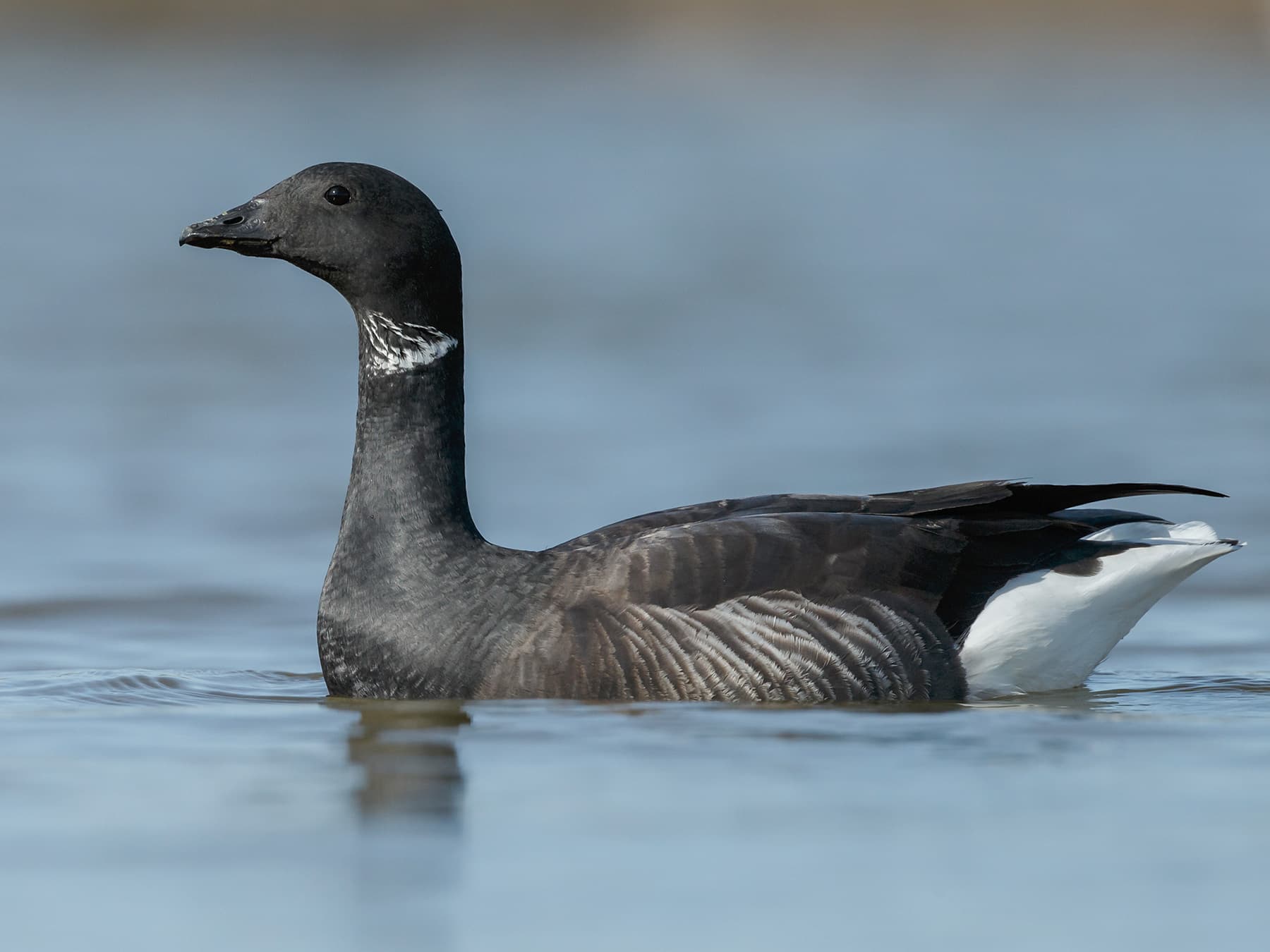 Brent Goose floating on calm water