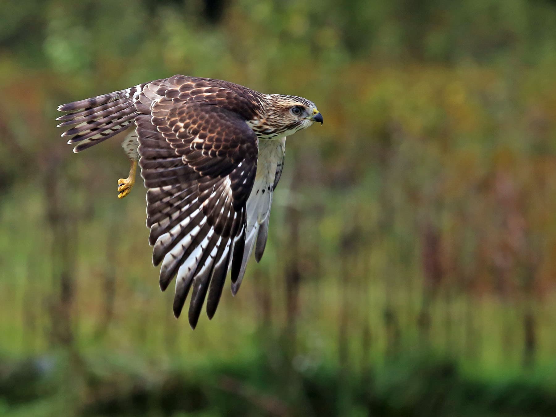 Broad-winged Hawk in-flight