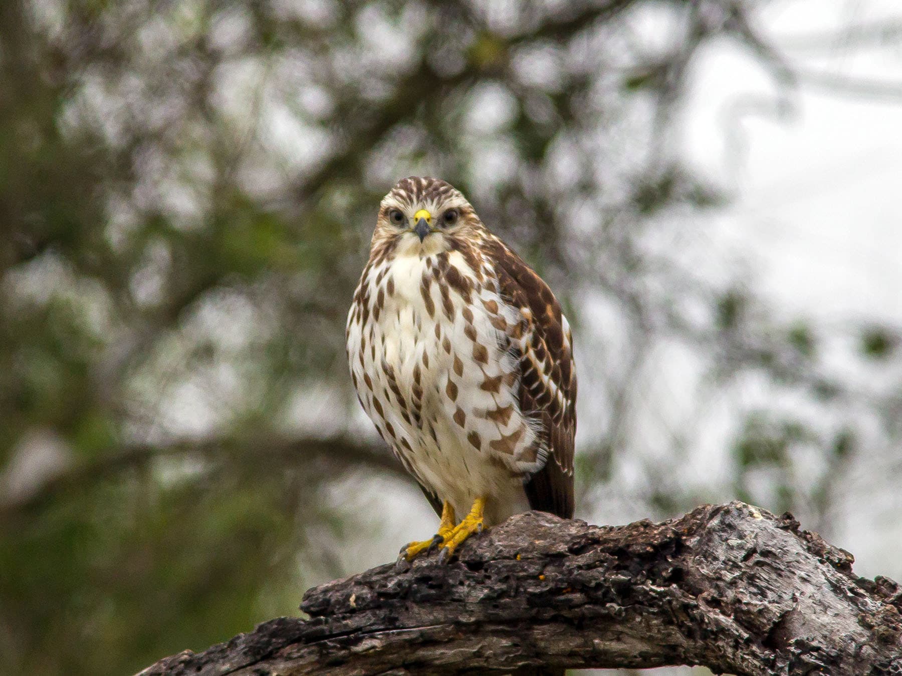 Broad-winged Hawk perching on a branch