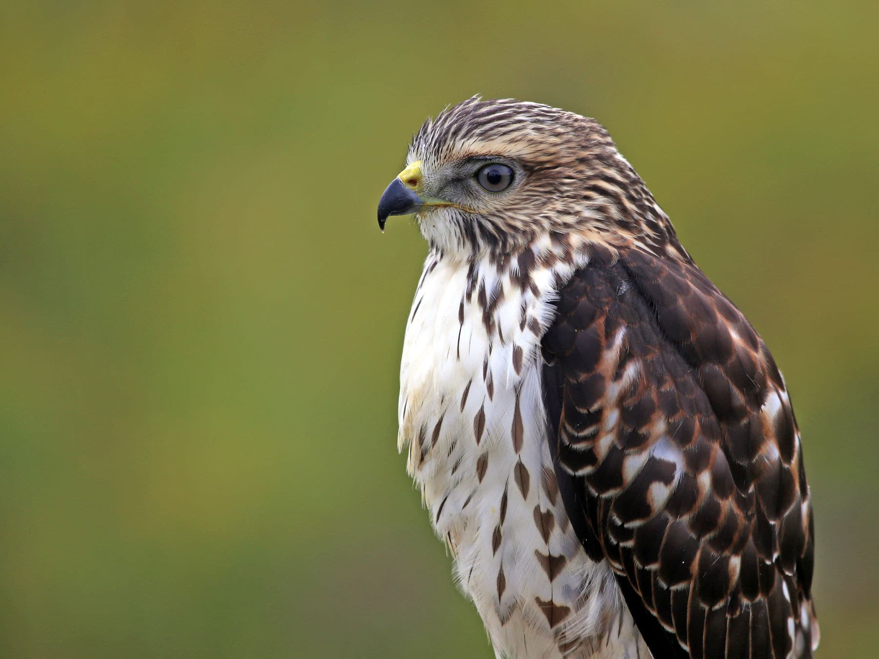 Portrait of a Broad-winged Hawk
