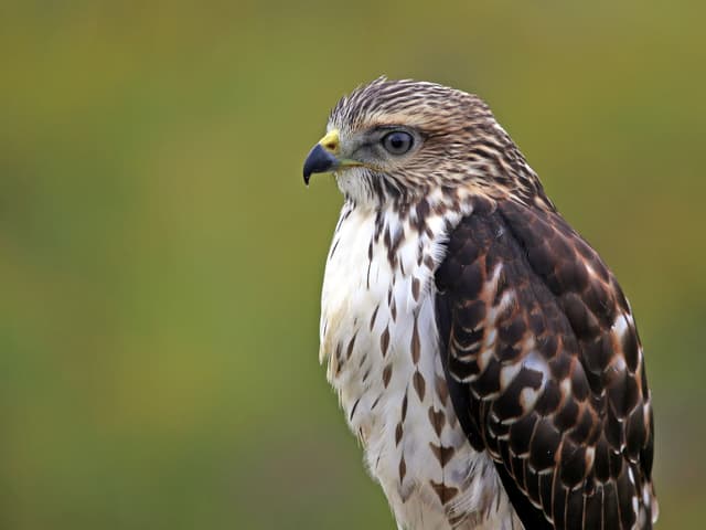 Broad-winged Hawk | Birdfact