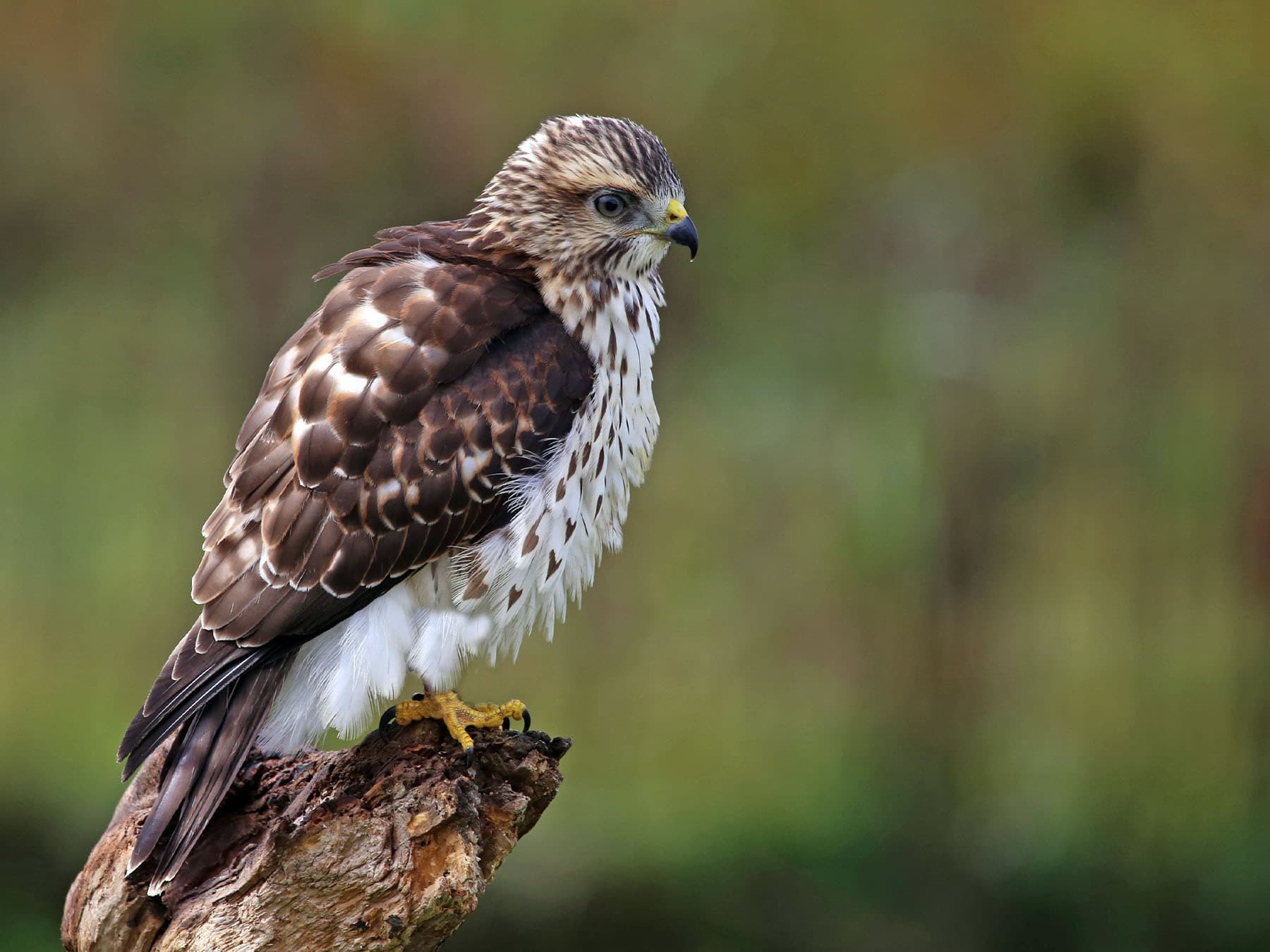 Broad-winged Hawk