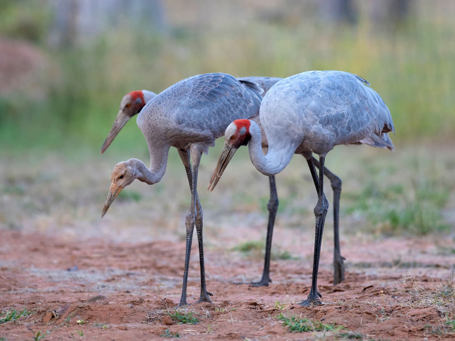 Family of Brolgas foraging
