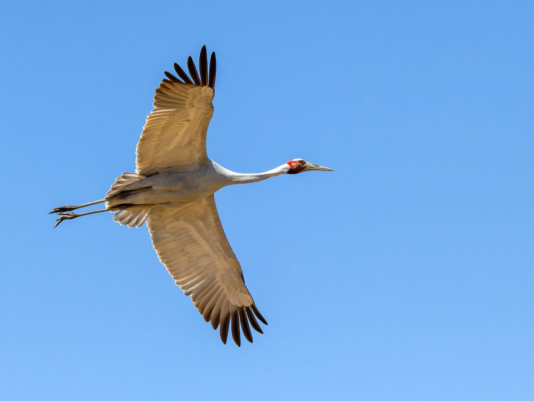 Brolga in-flight