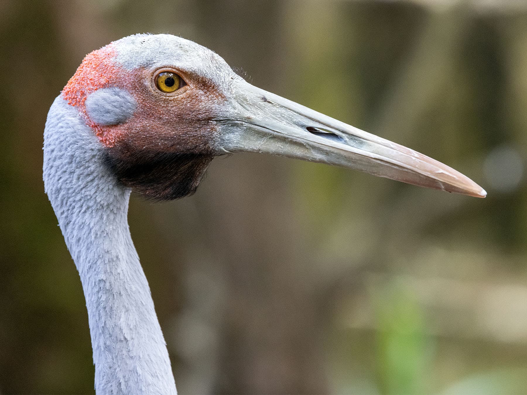 Portrait of a Brolga