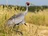 Brolga