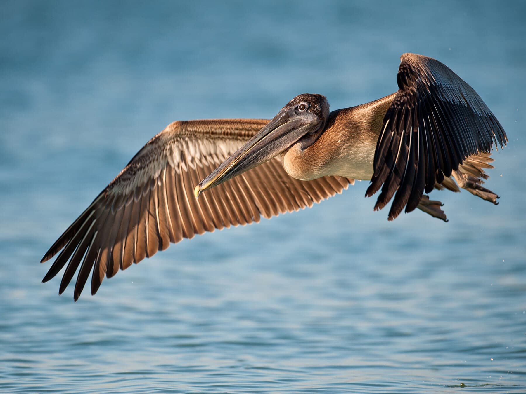 Brown pelican migration