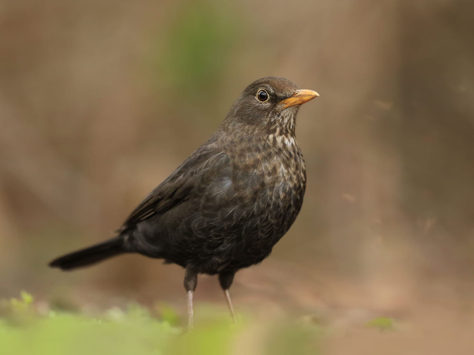 Common Brown Birds of British Gardens