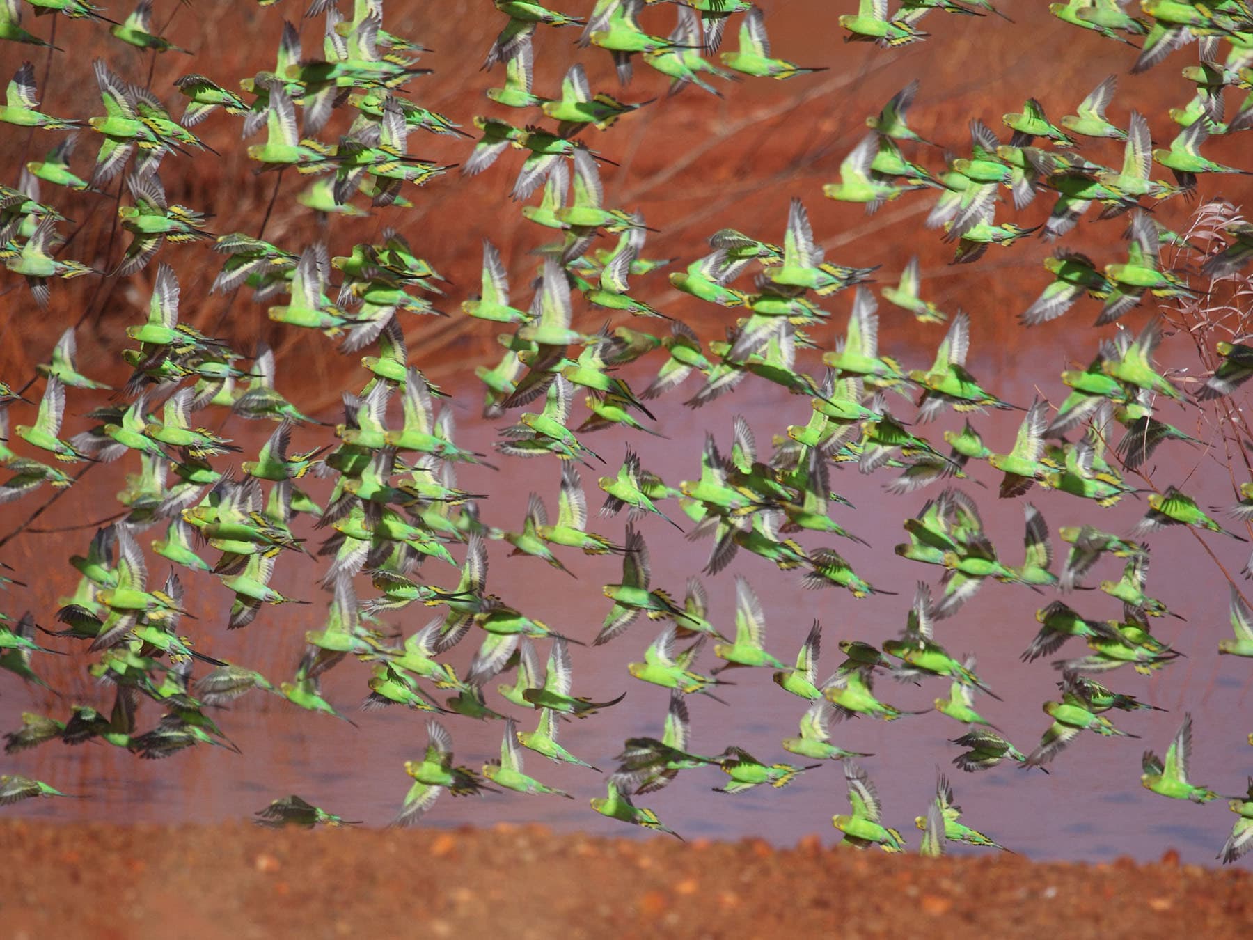 A large flock of Budgerigars, Australia