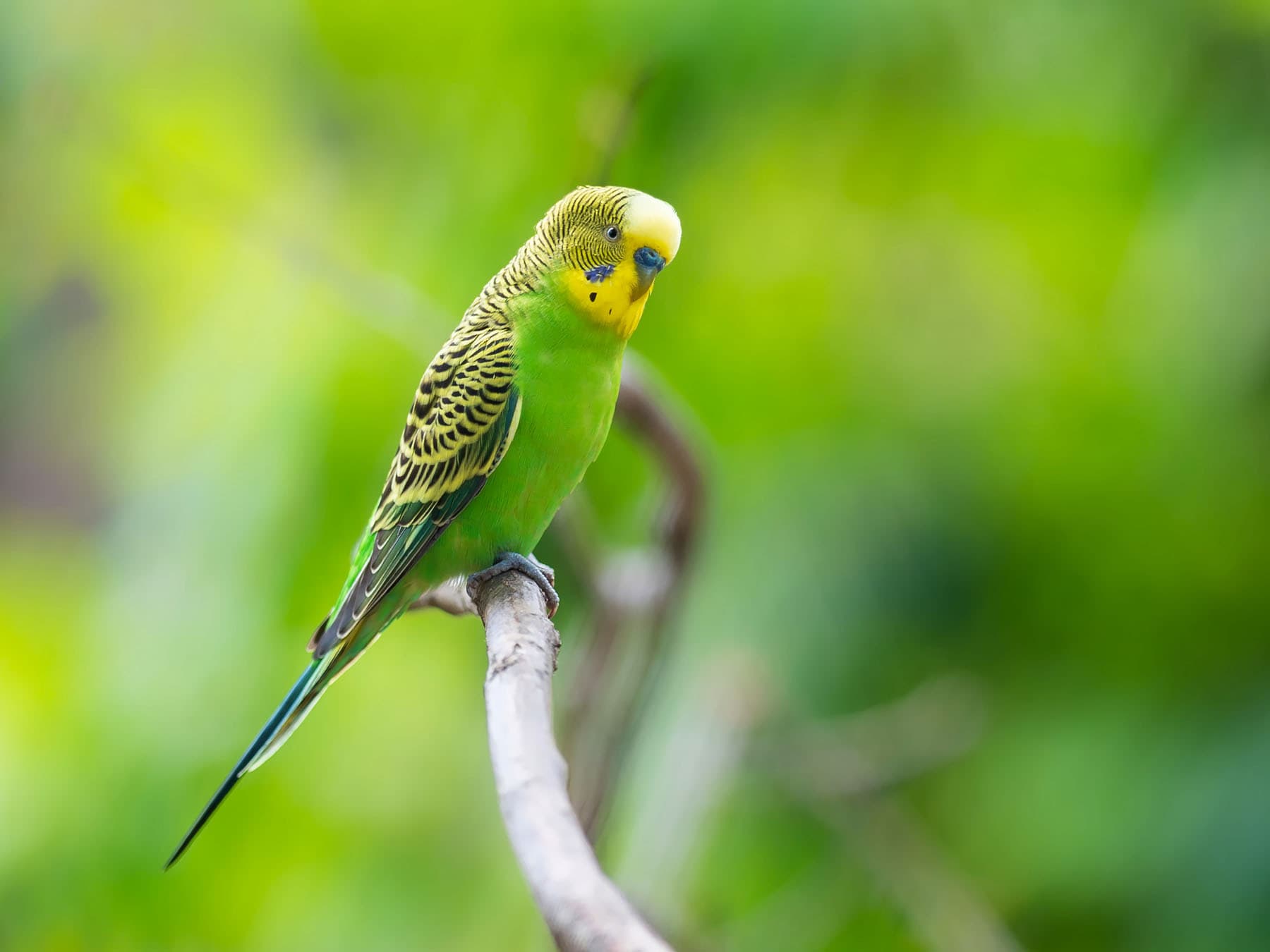 Perched Budgerigar on a branch
