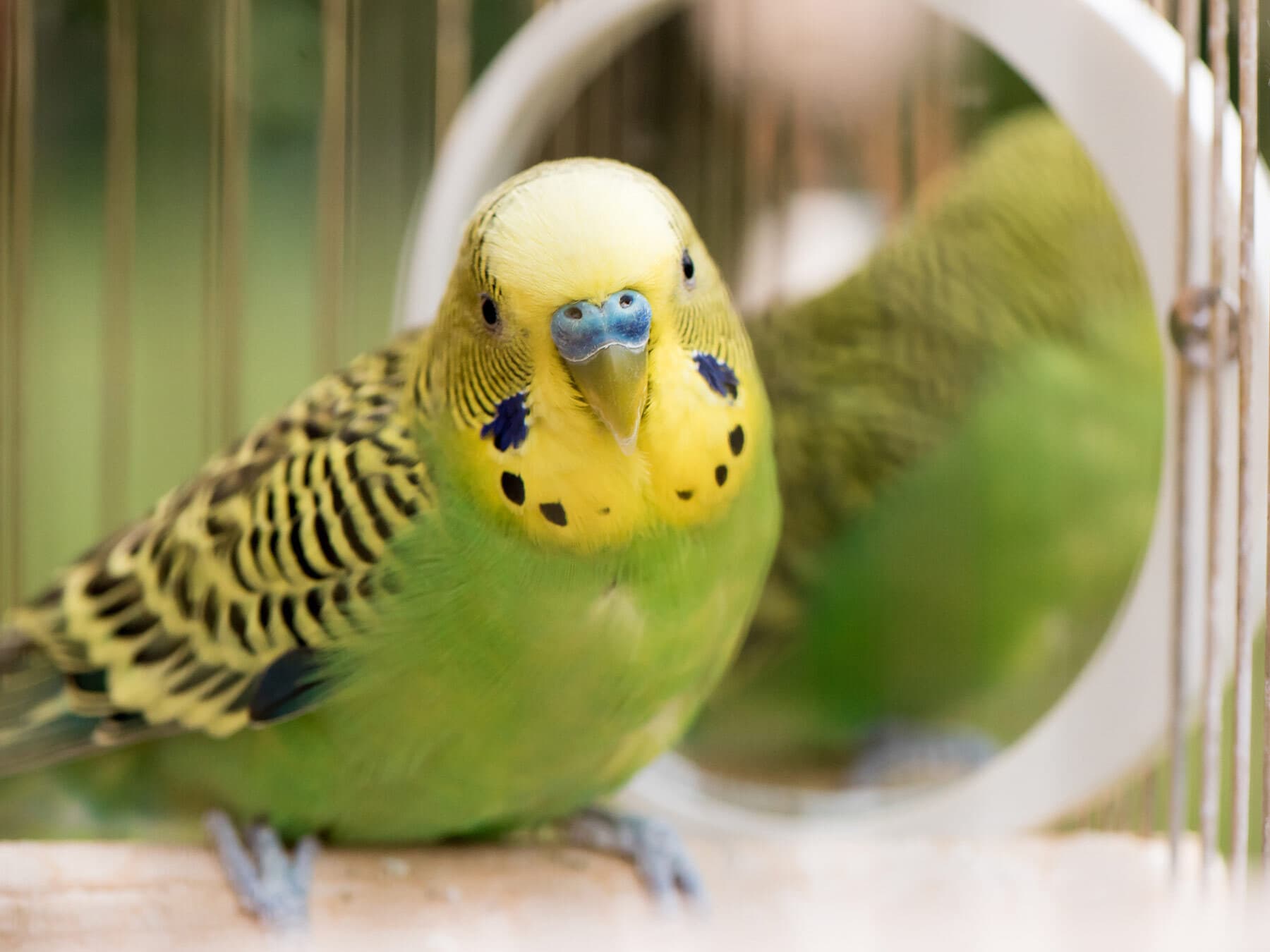 Budgie close up