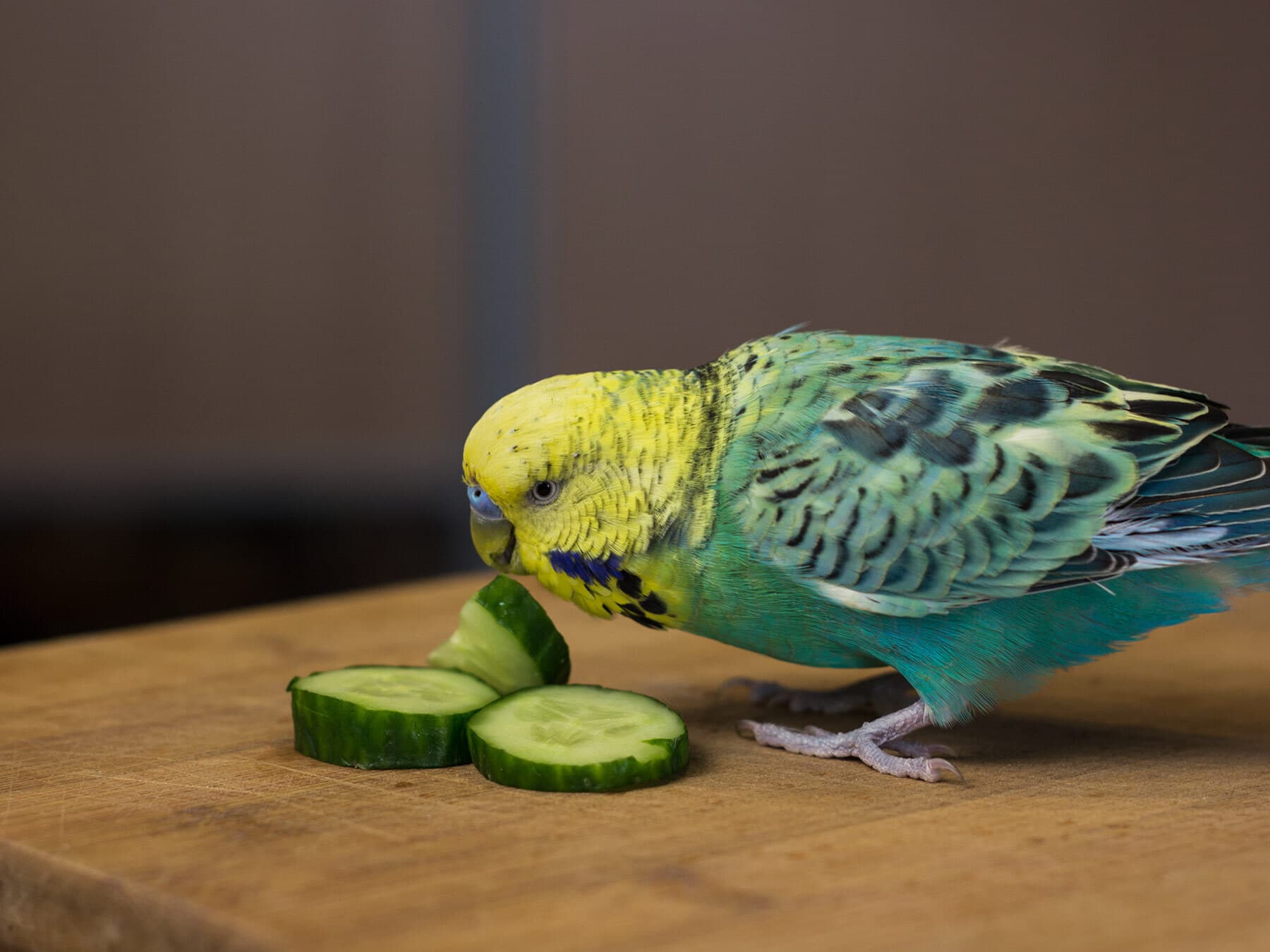 Budgie eating cucumber