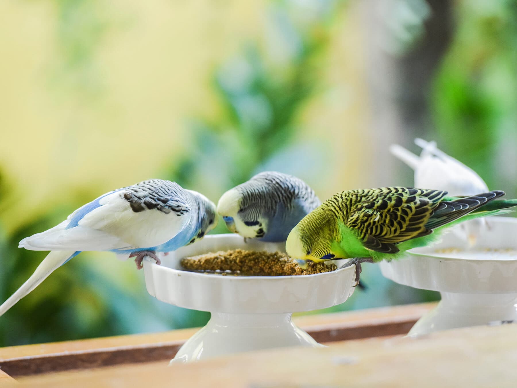 Budgies eating