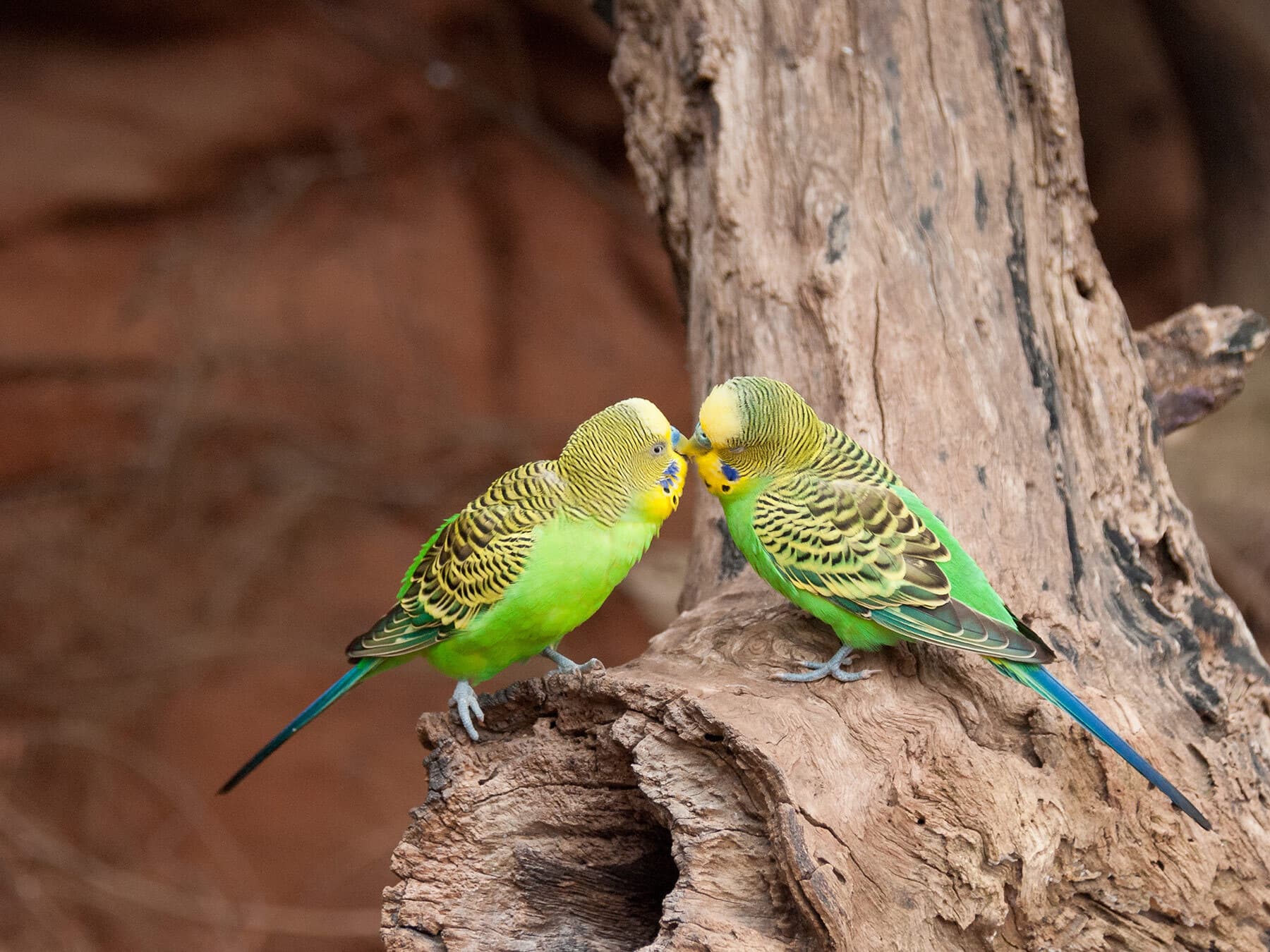 Budgies in the wild